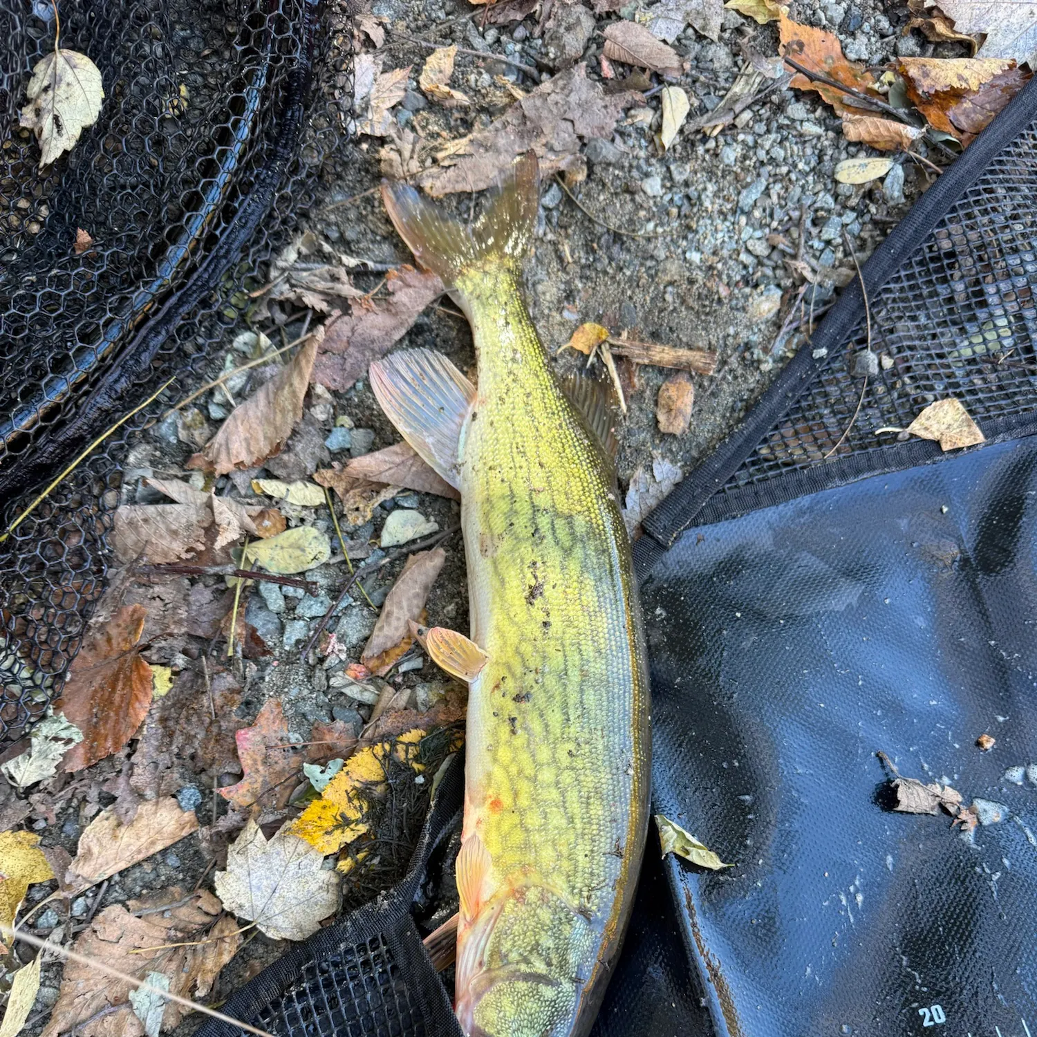 Chain pickerel caught on Fishbrain