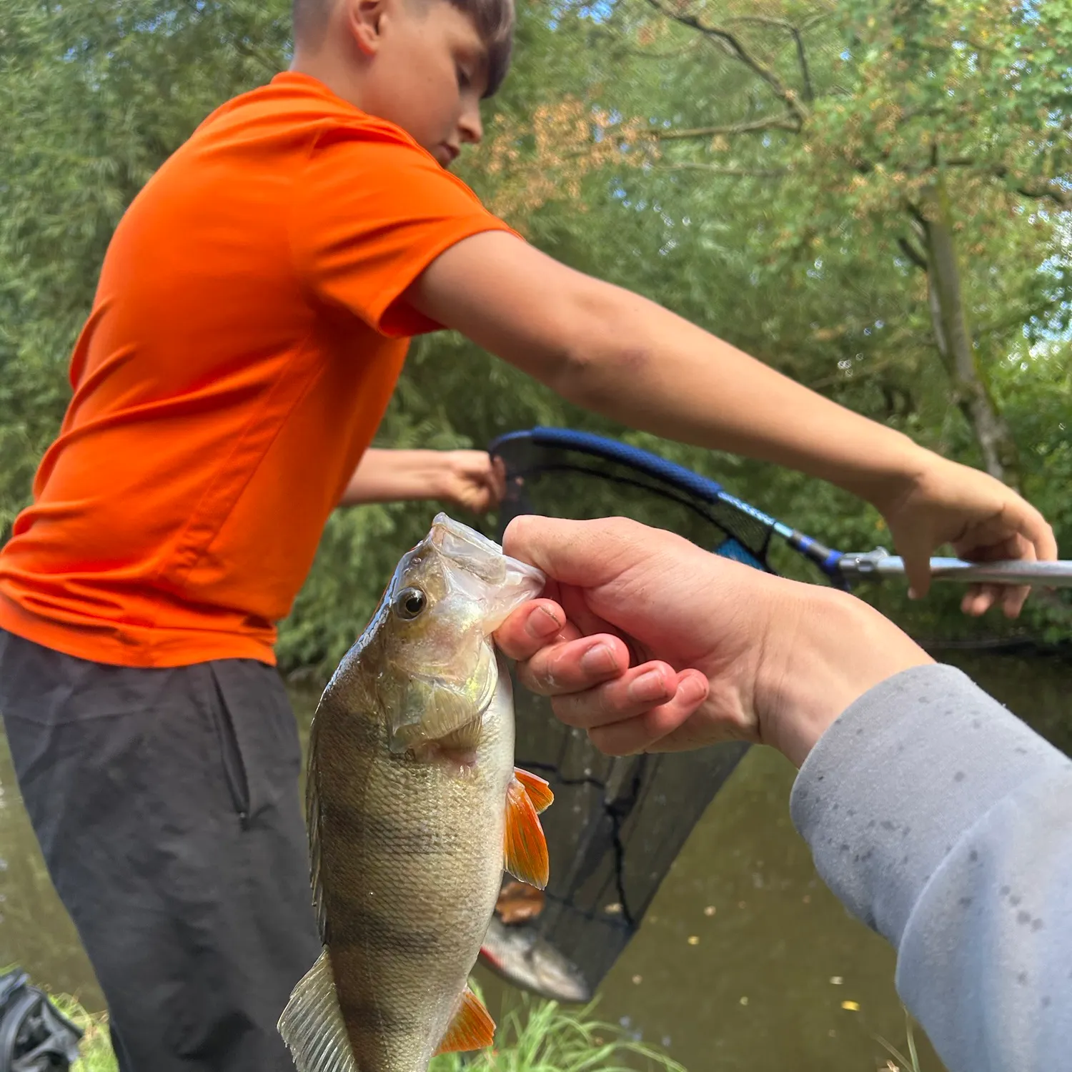 European perch caught on Fishbrain