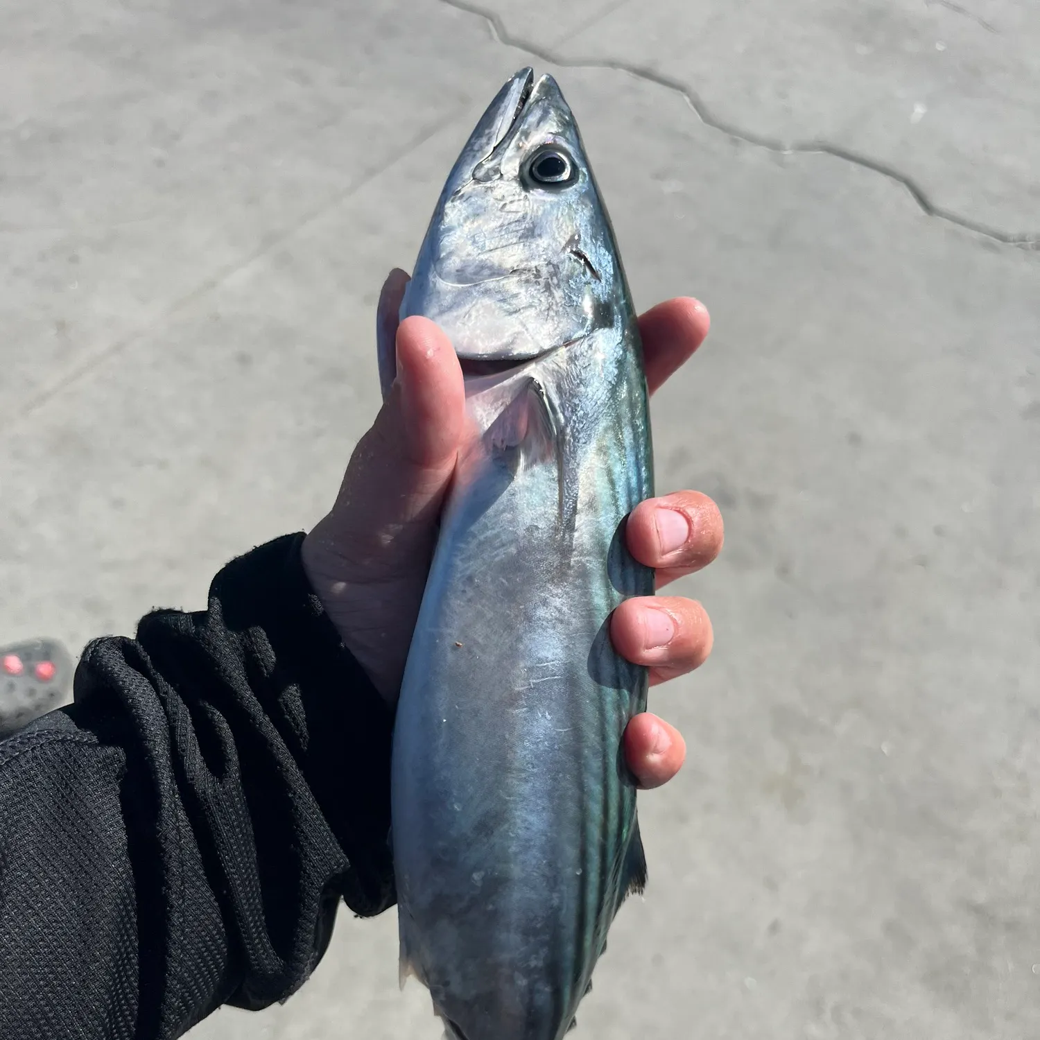 Pacific bonito caught on Fishbrain