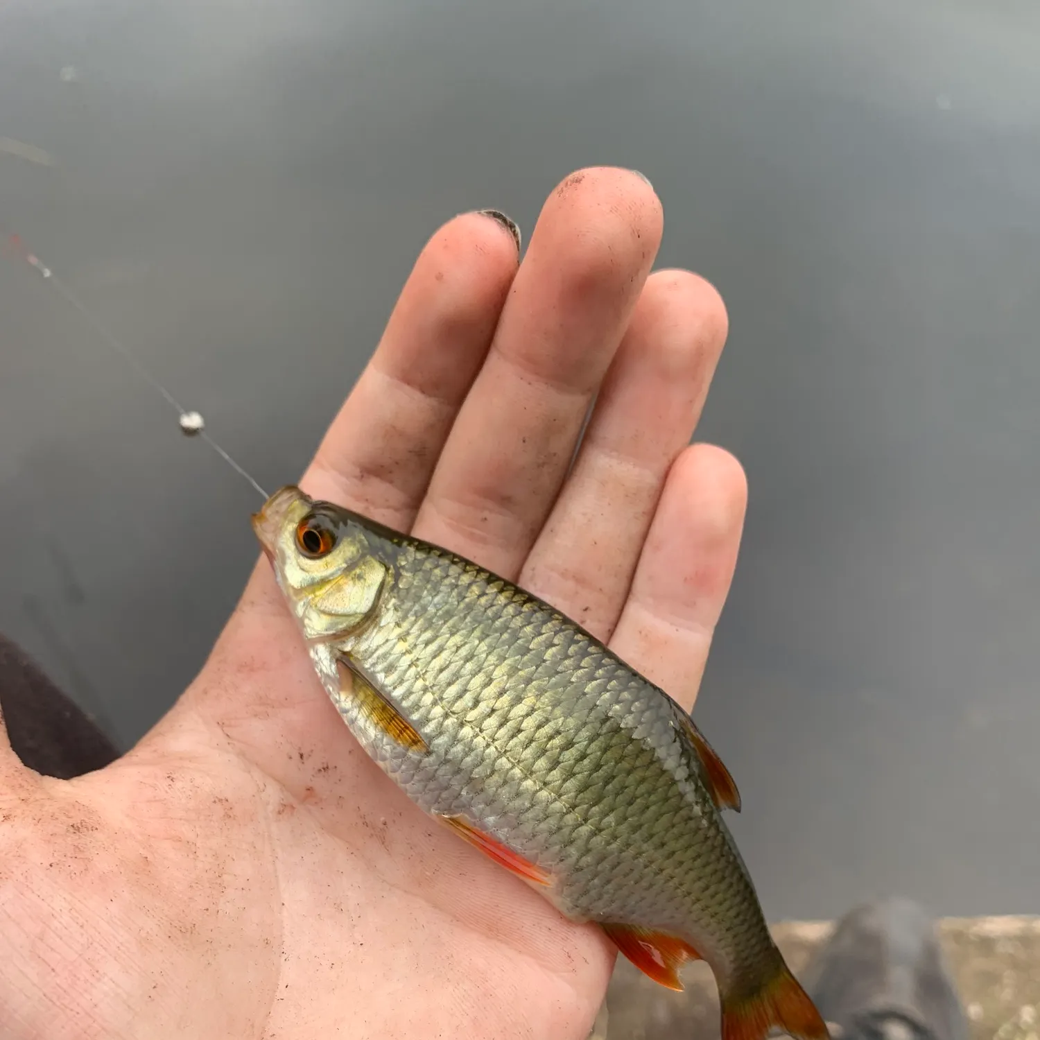 The most recent Common rudd catches on Fishbrain