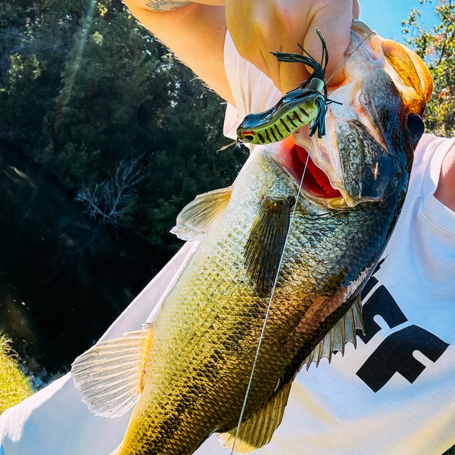Largemouth bass caught on Fishbrain