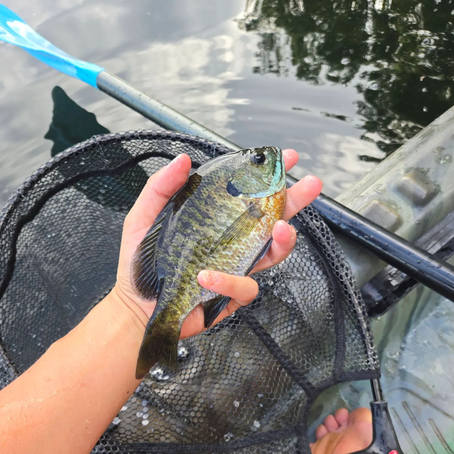 Bluegill caught on Fishbrain