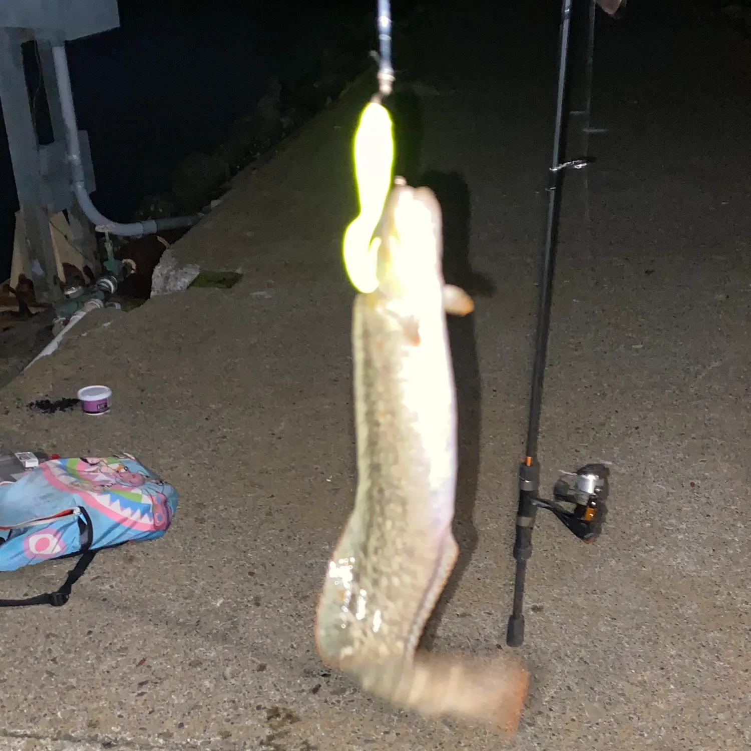 The most recent Monkeyface prickleback catches on Fishbrain