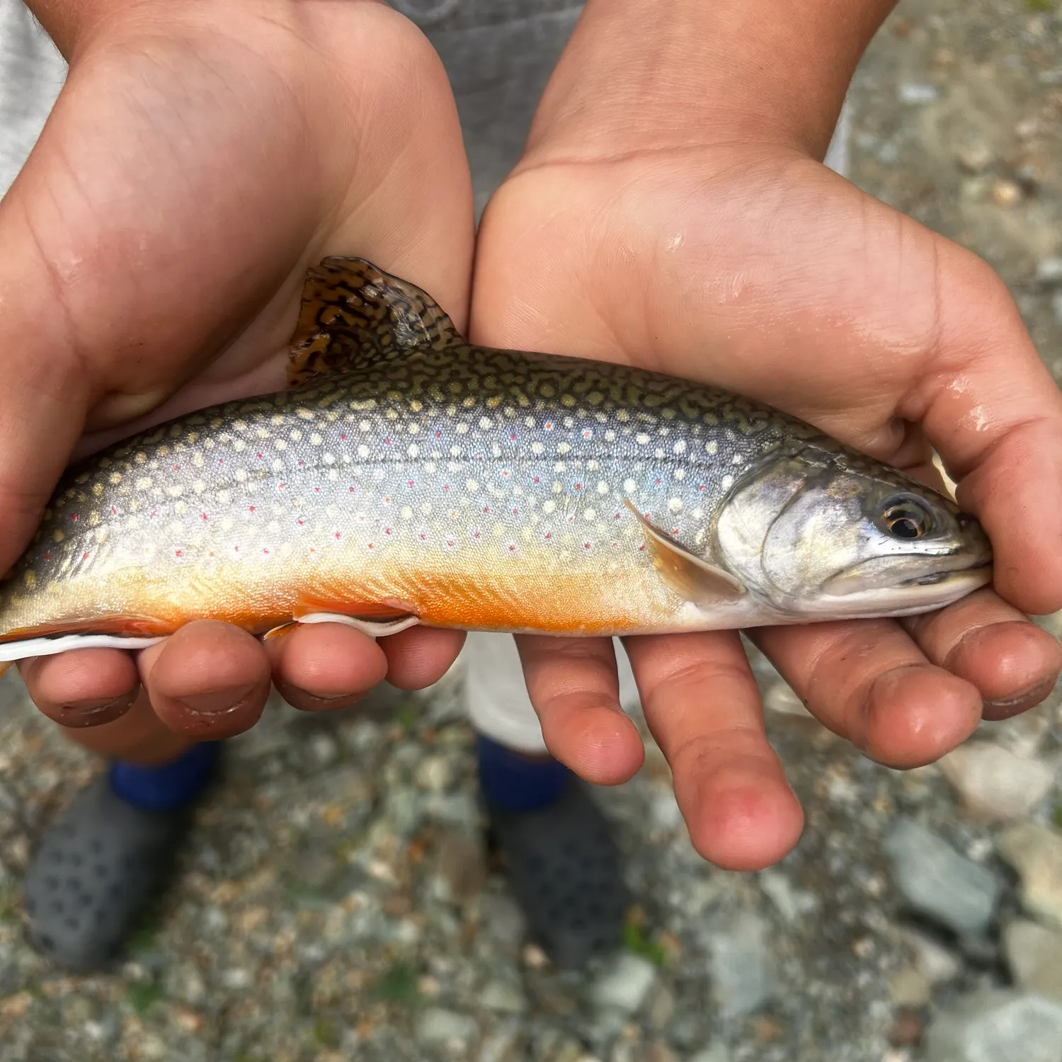 Brook trout caught on Fishbrain