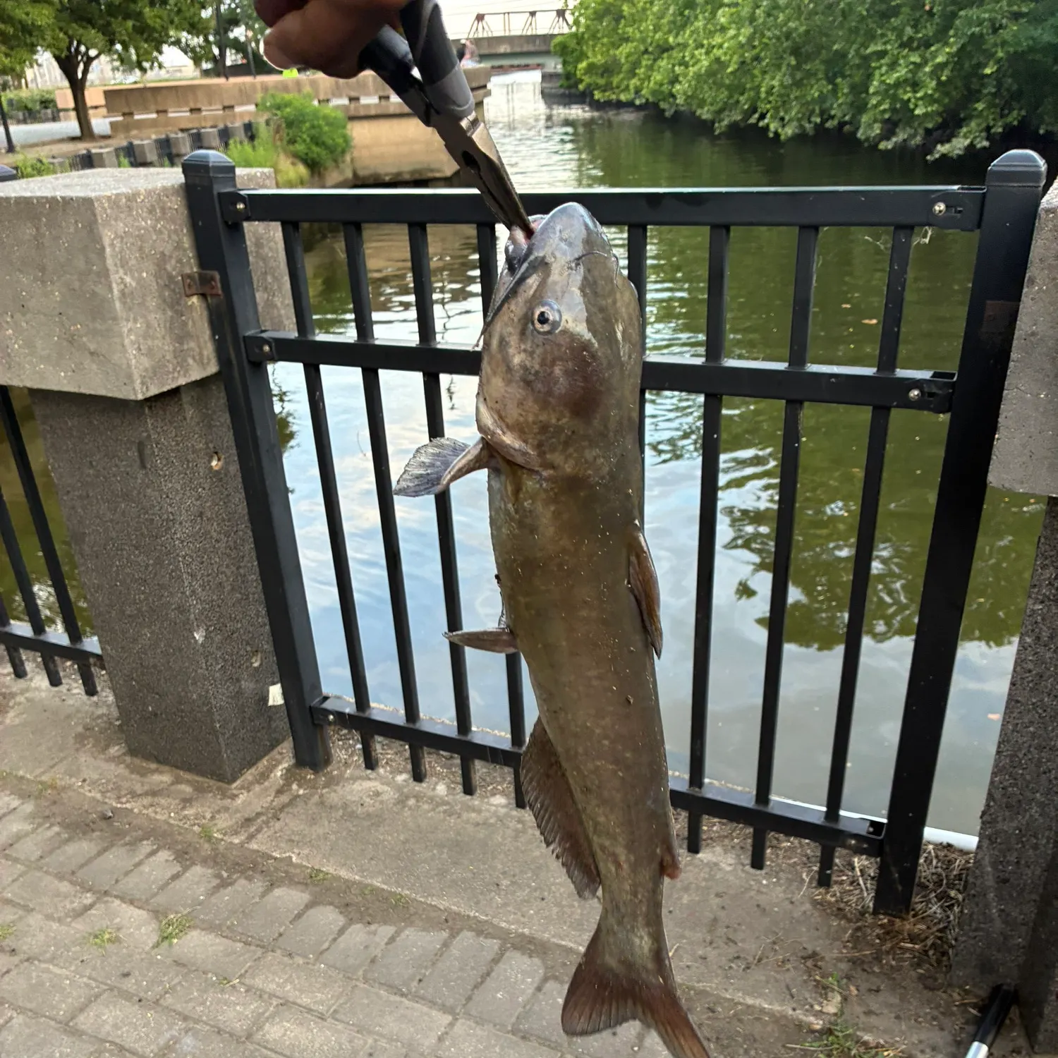 catch