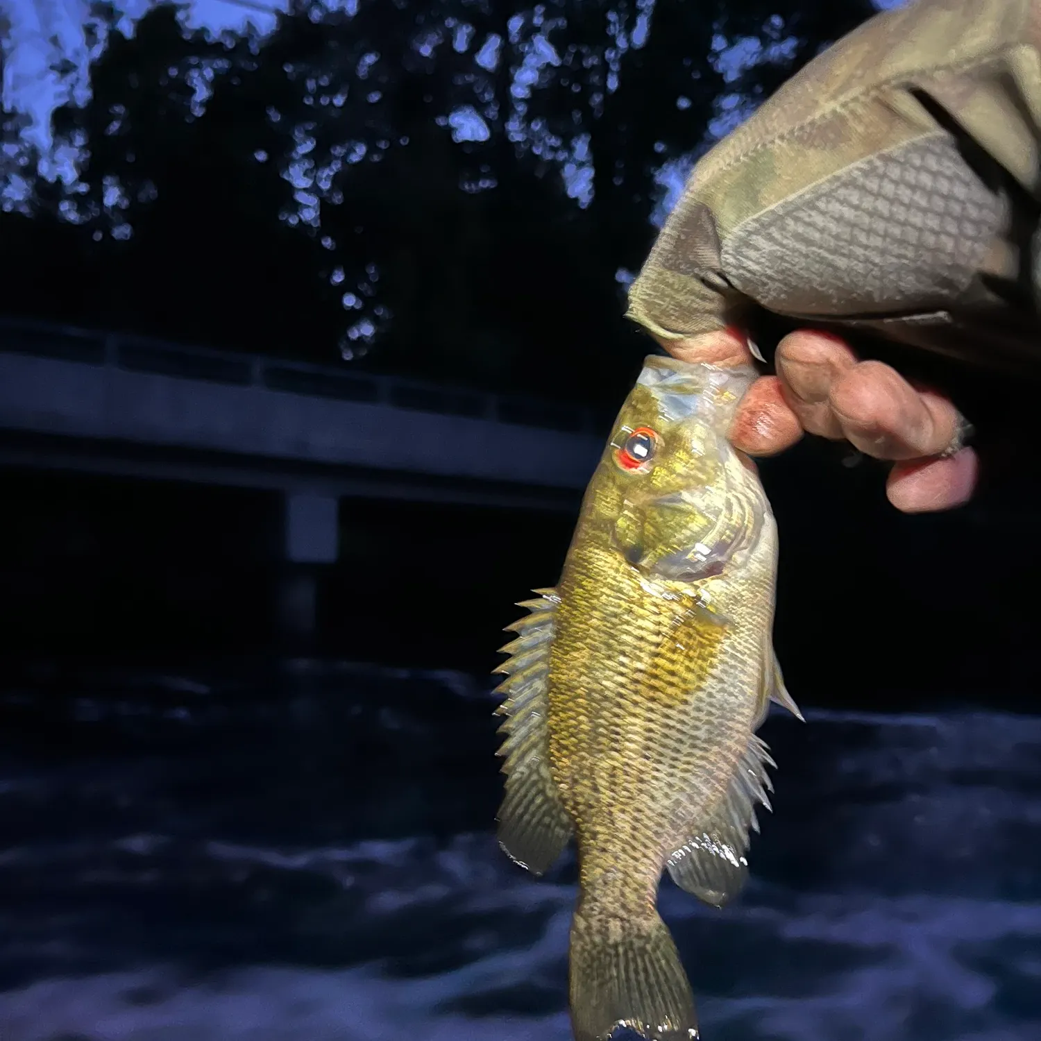 Rock bass caught on Fishbrain