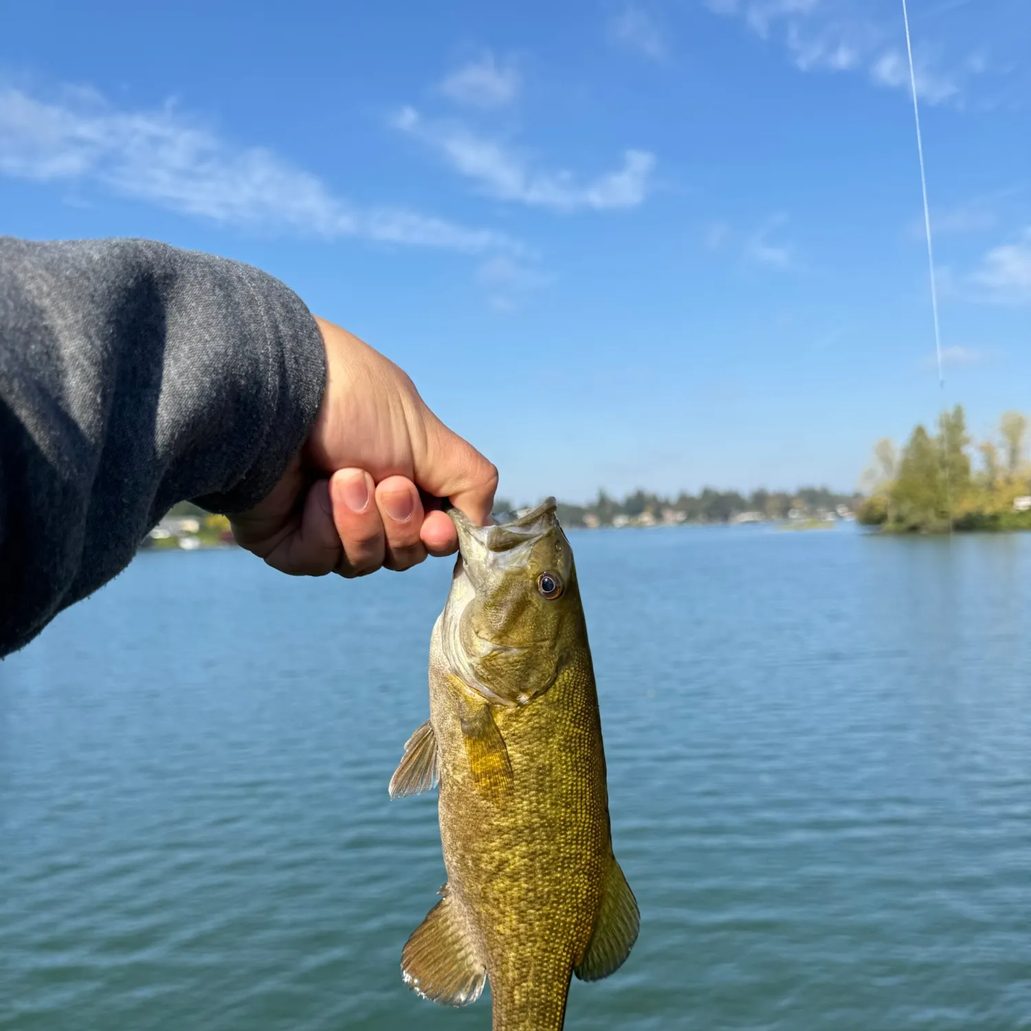 Smallmouth bass caught on Fishbrain