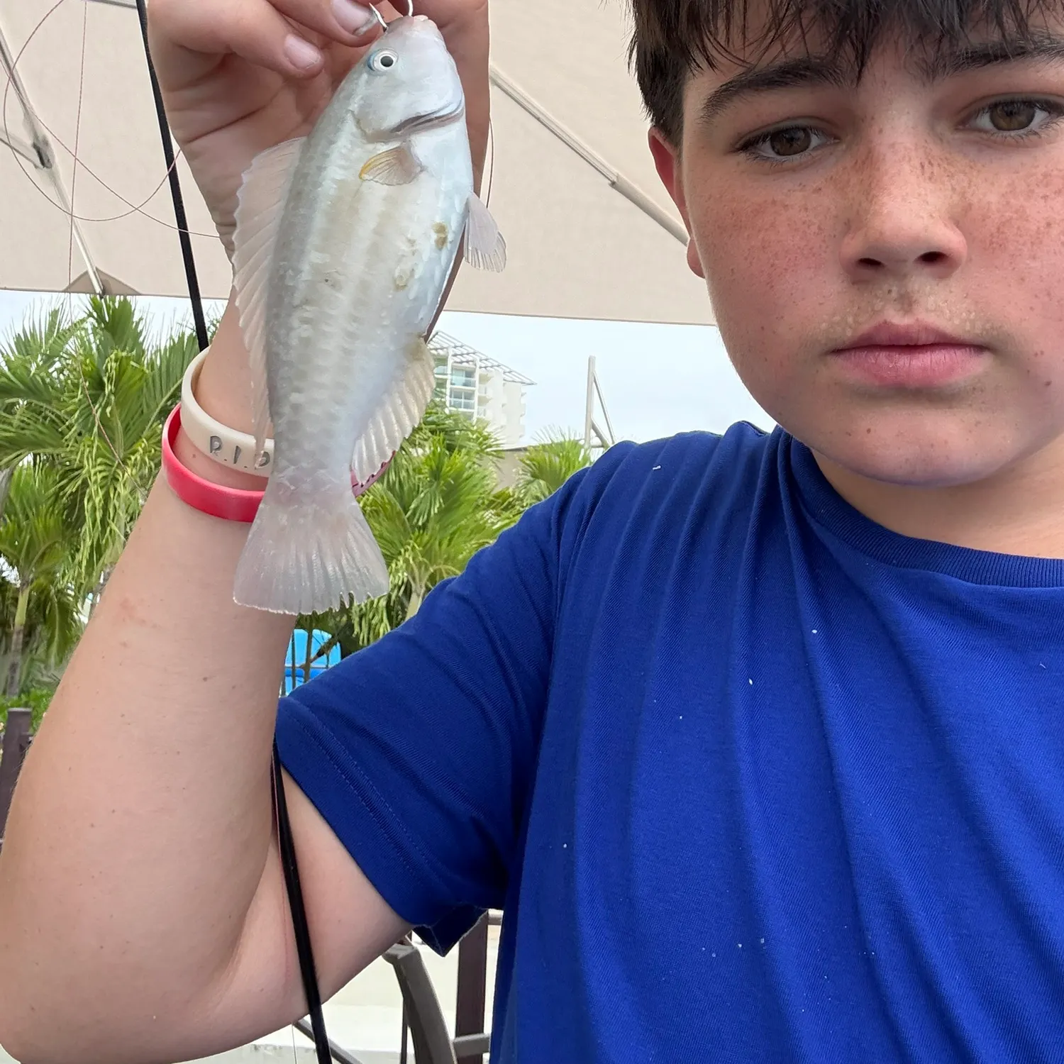 The most recent Common parrotfish catches on Fishbrain