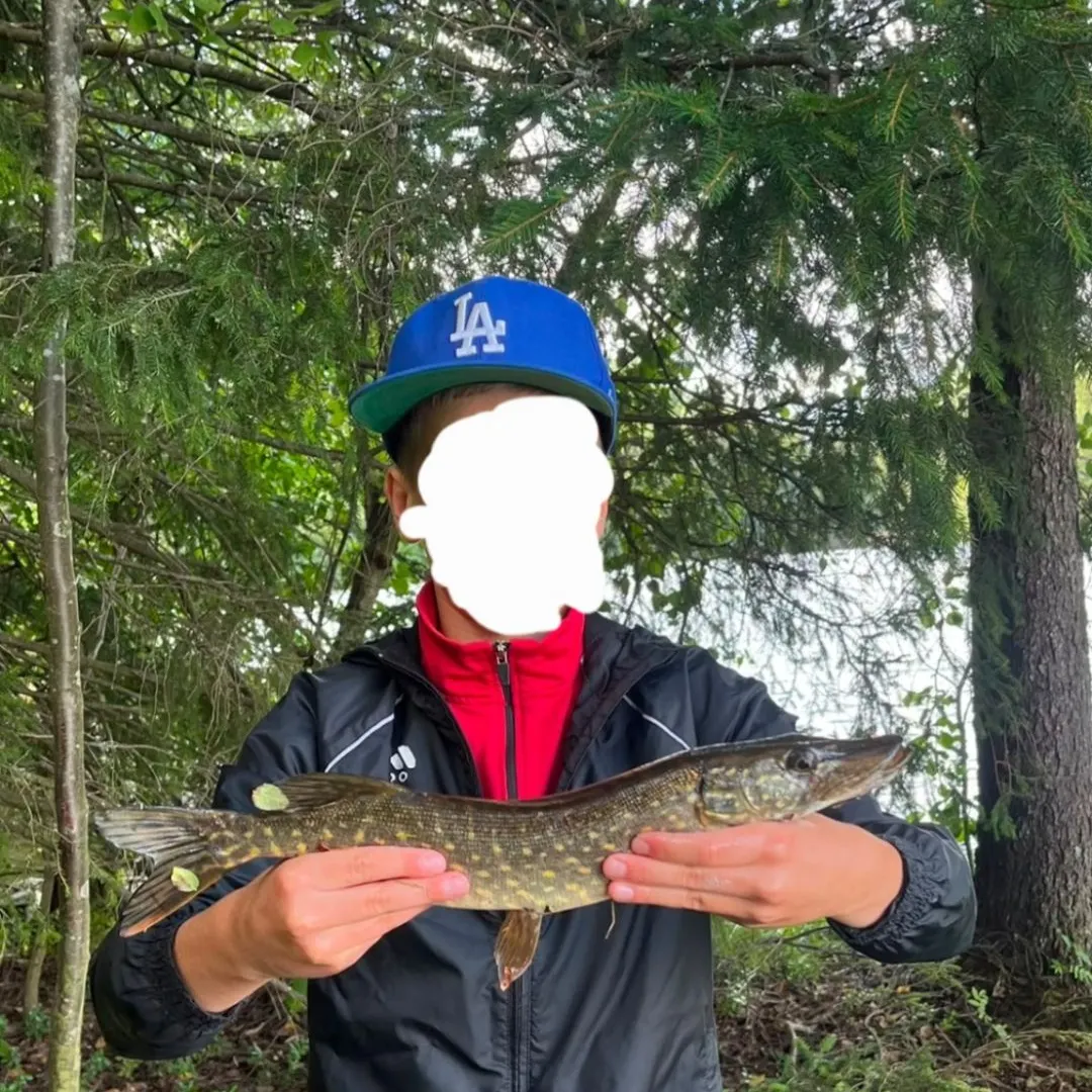 Northern pike caught on Fishbrain