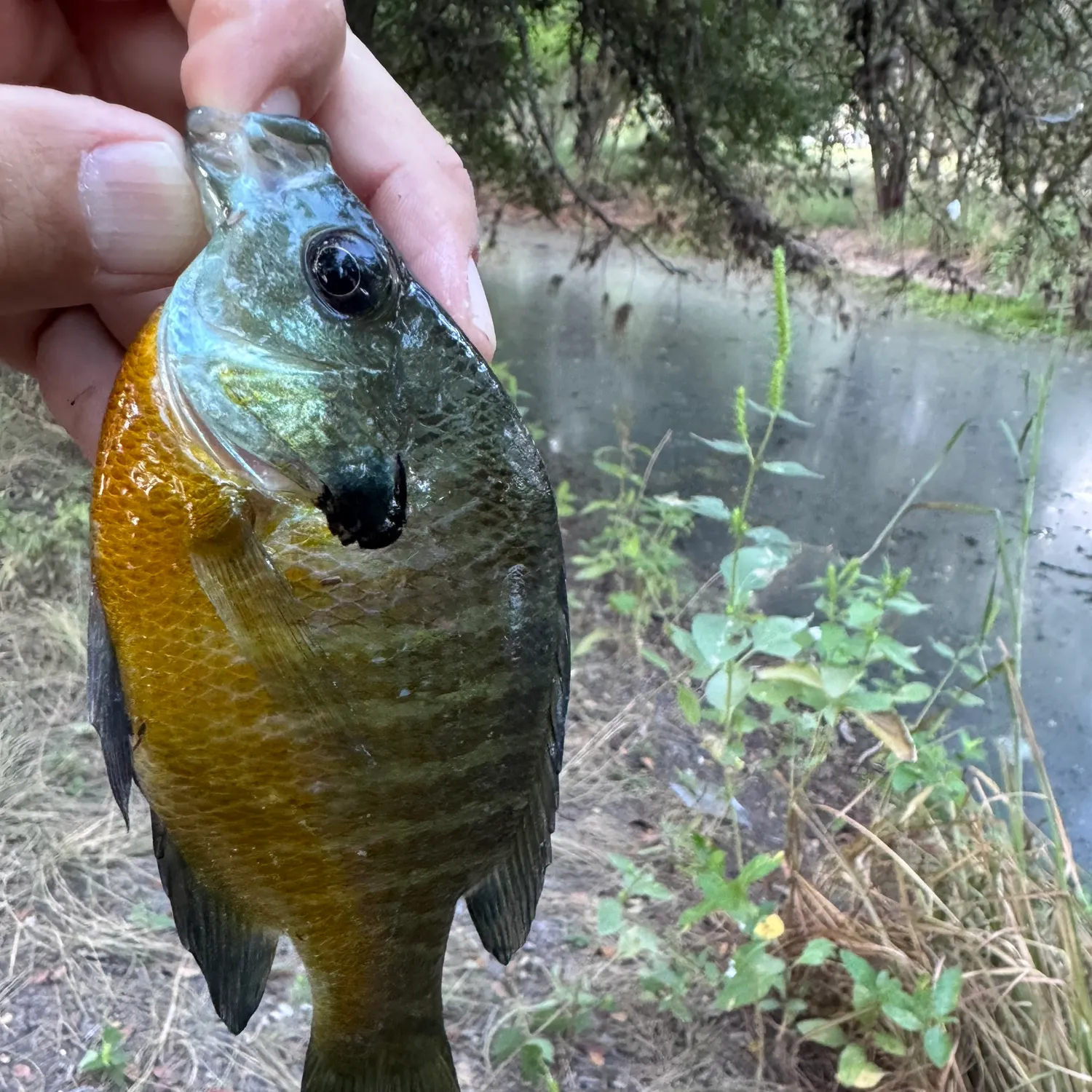 Bluegill caught on Fishbrain