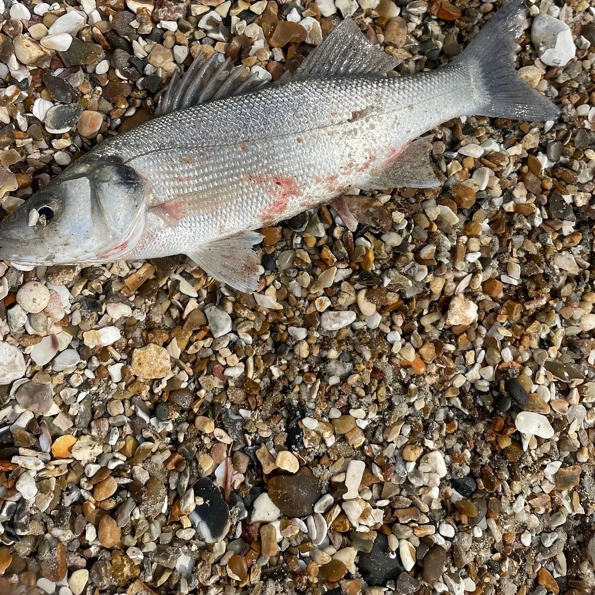 European seabass caught on Fishbrain