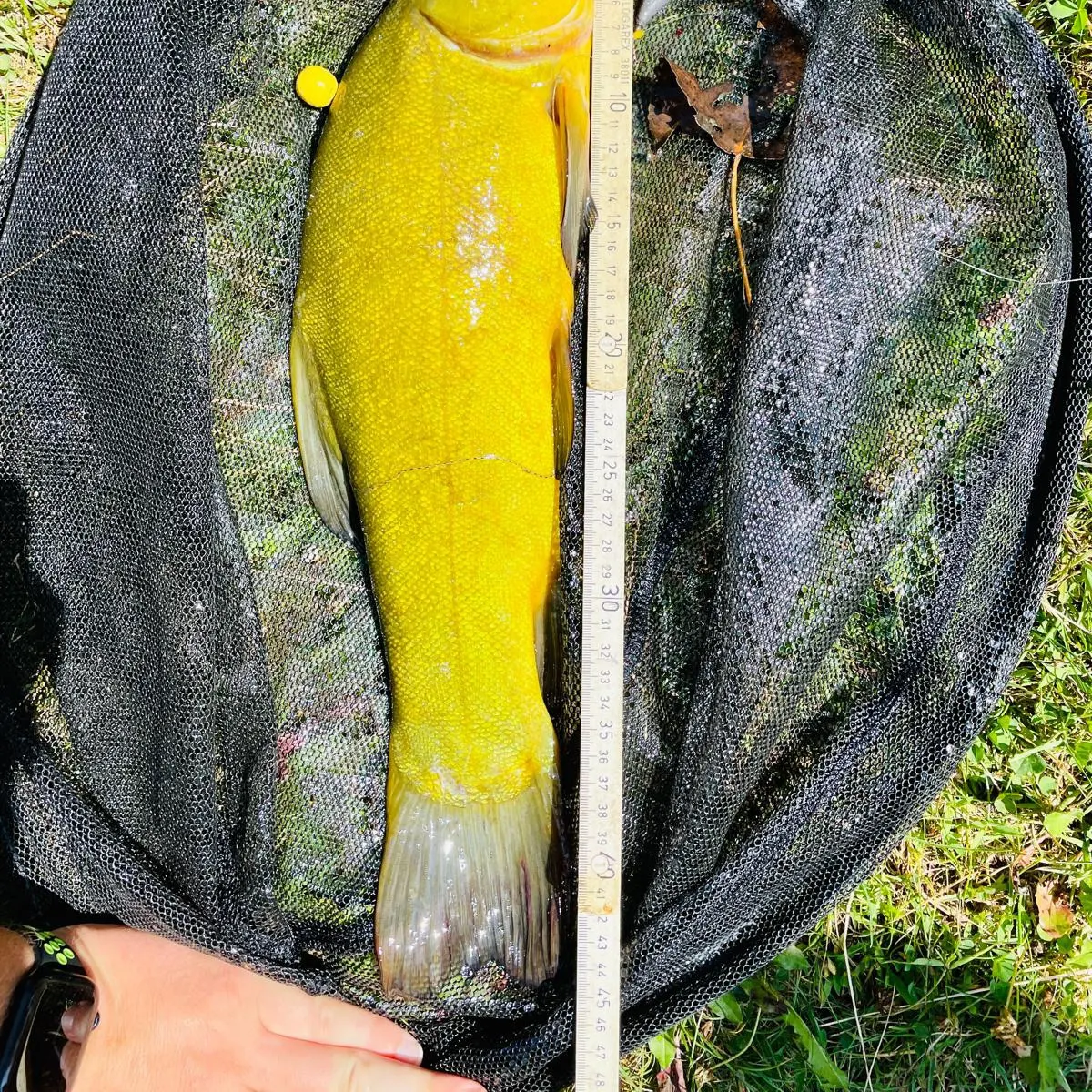 The most recent Tench catches on Fishbrain