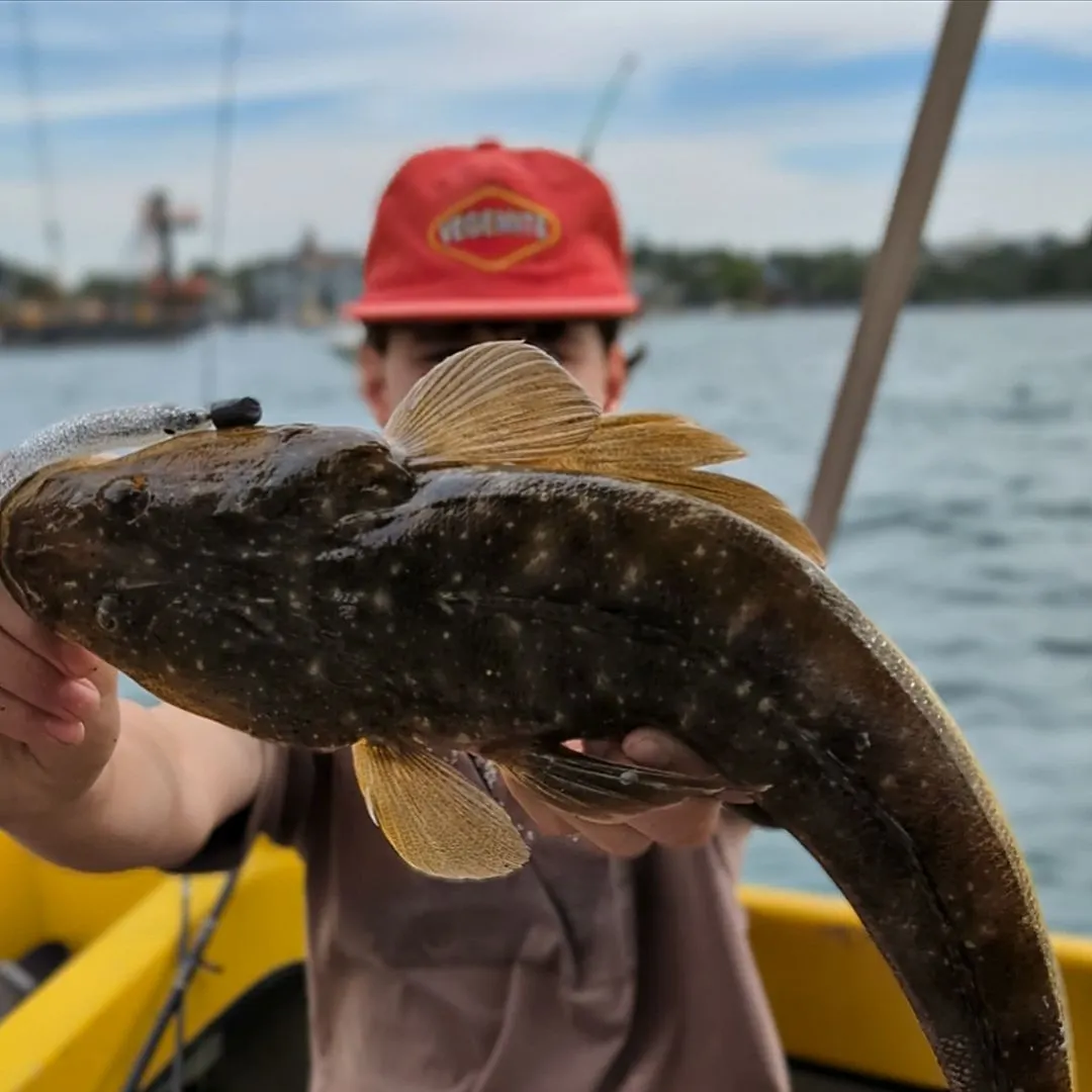 Dusky flathead caught on Fishbrain