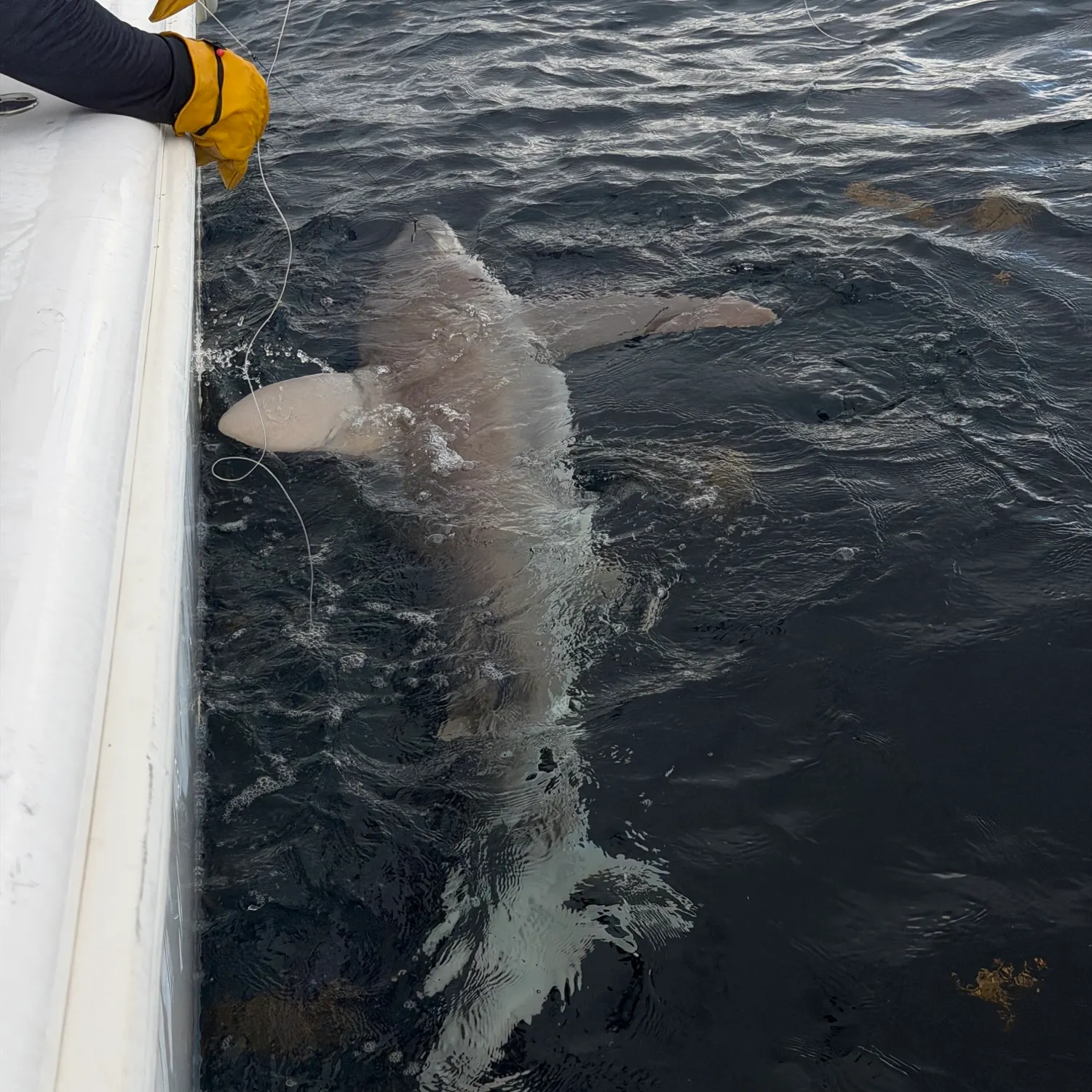 Sandbar shark caught on Fishbrain