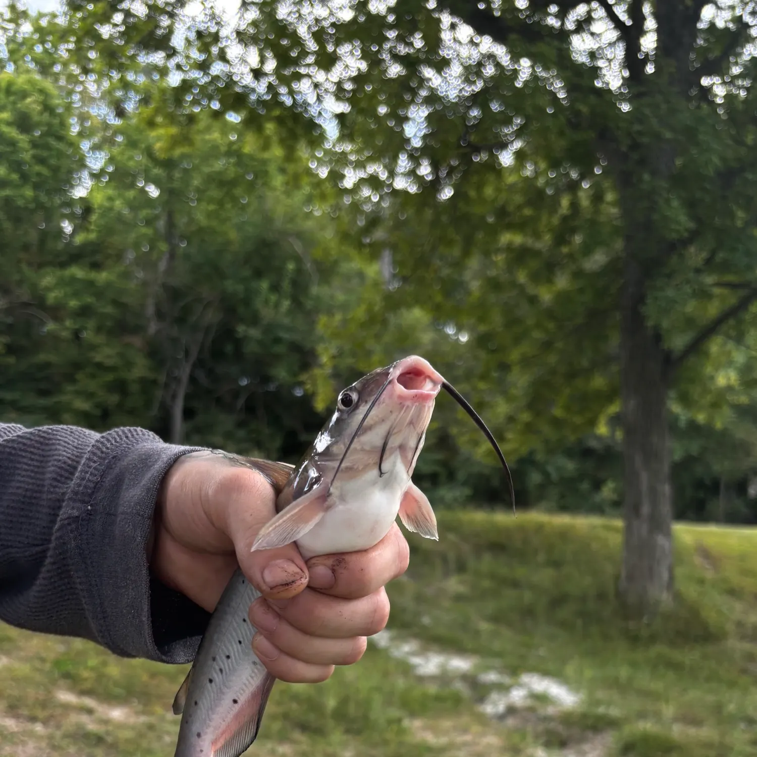 Channel catfish caught on Fishbrain