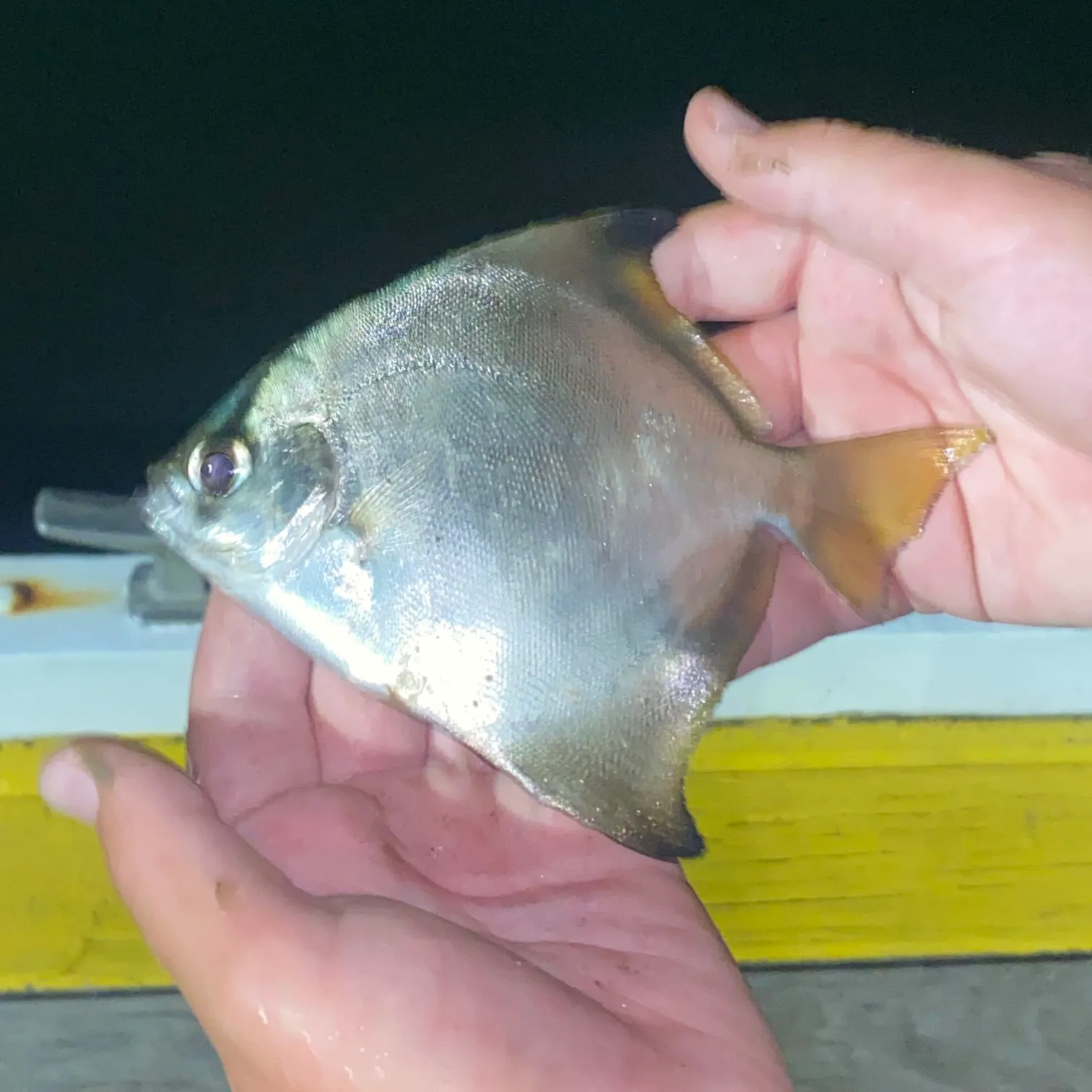 The most recent Silver moony catches on Fishbrain