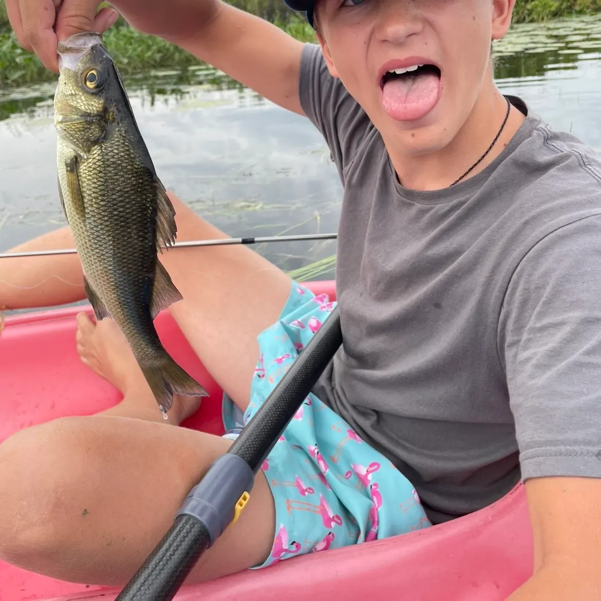 White perch caught on Fishbrain