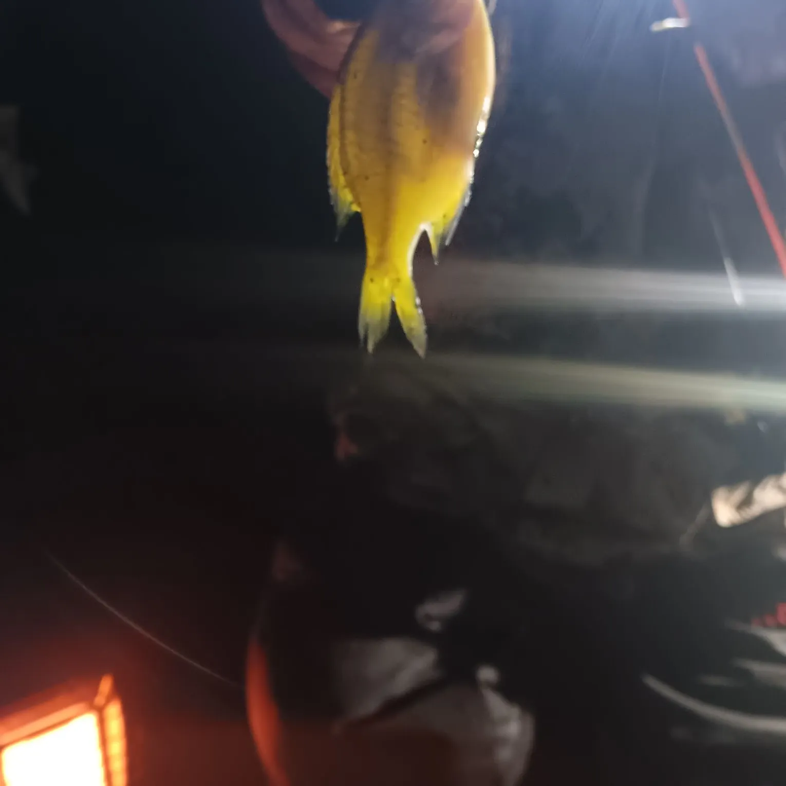 The most recent Pumpkinseed catches on Fishbrain