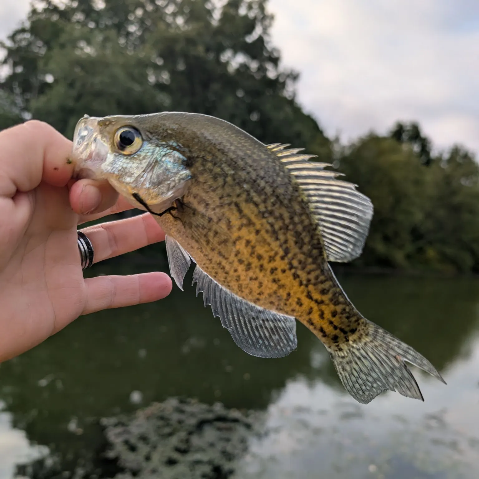 Black crappie caught on Fishbrain