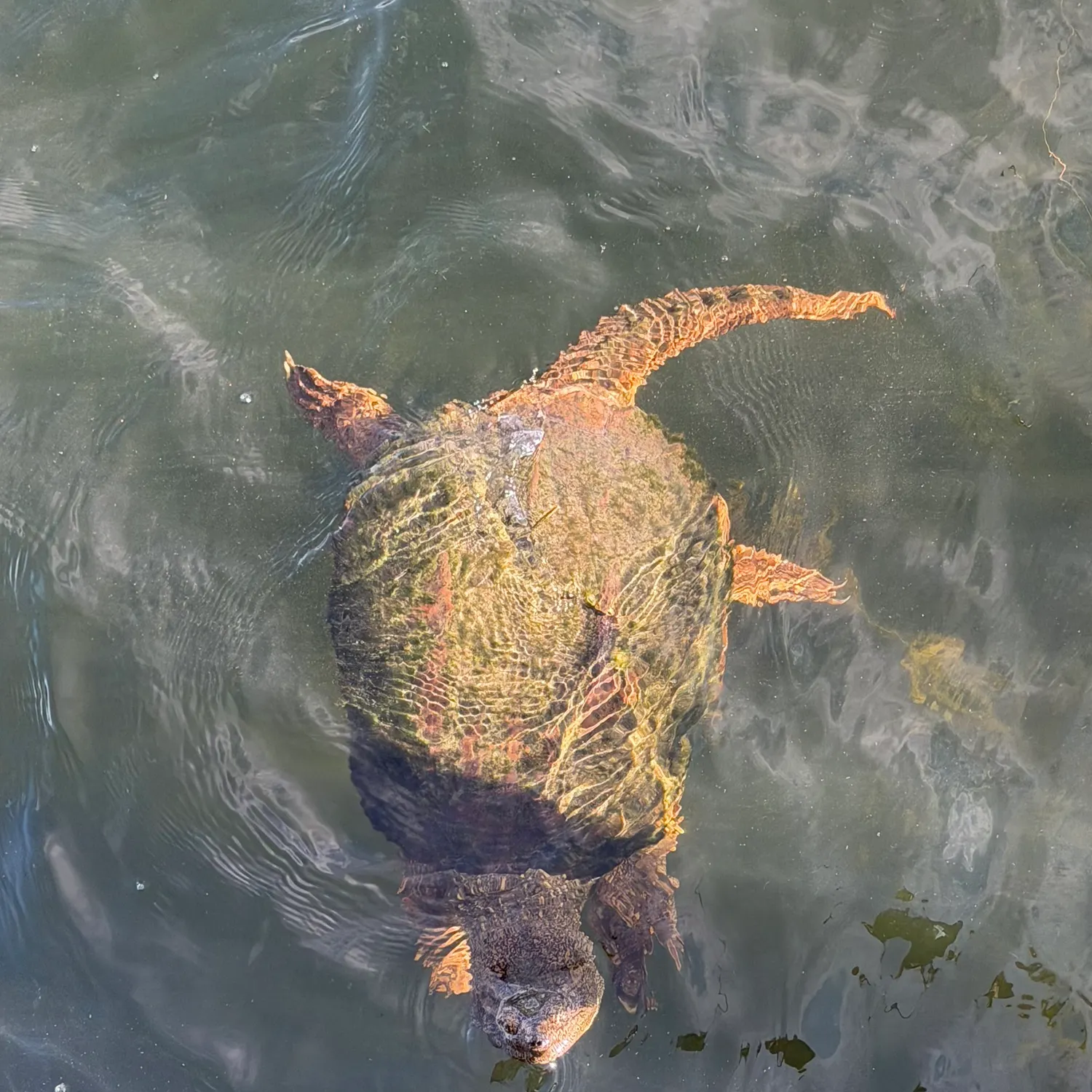 Fish caught on Fishbrain
