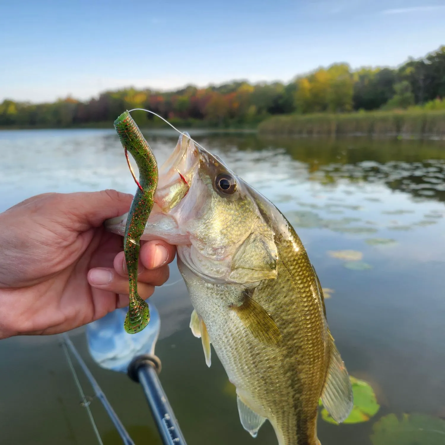 Largemouth bass caught on Fishbrain
