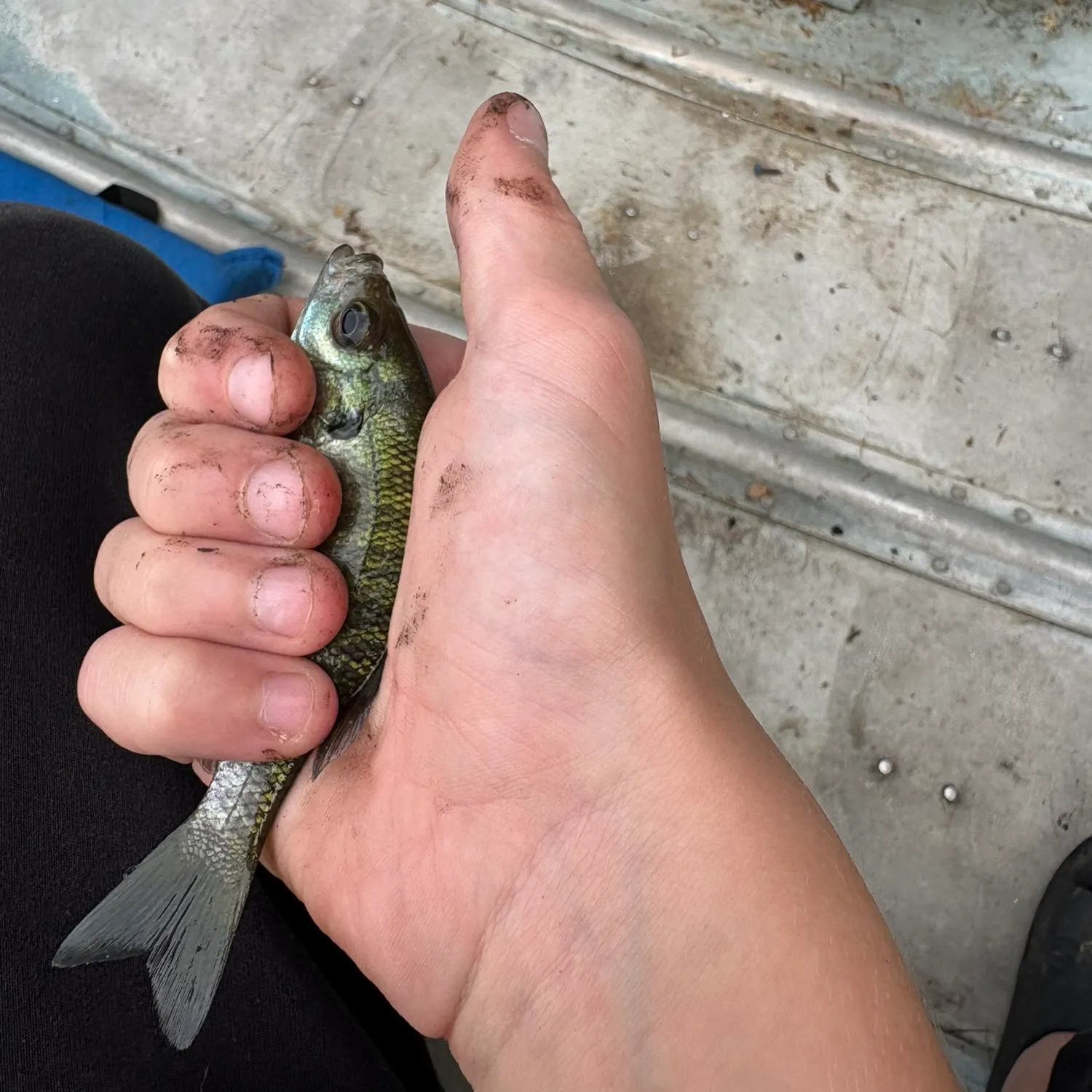 Fish caught on Fishbrain