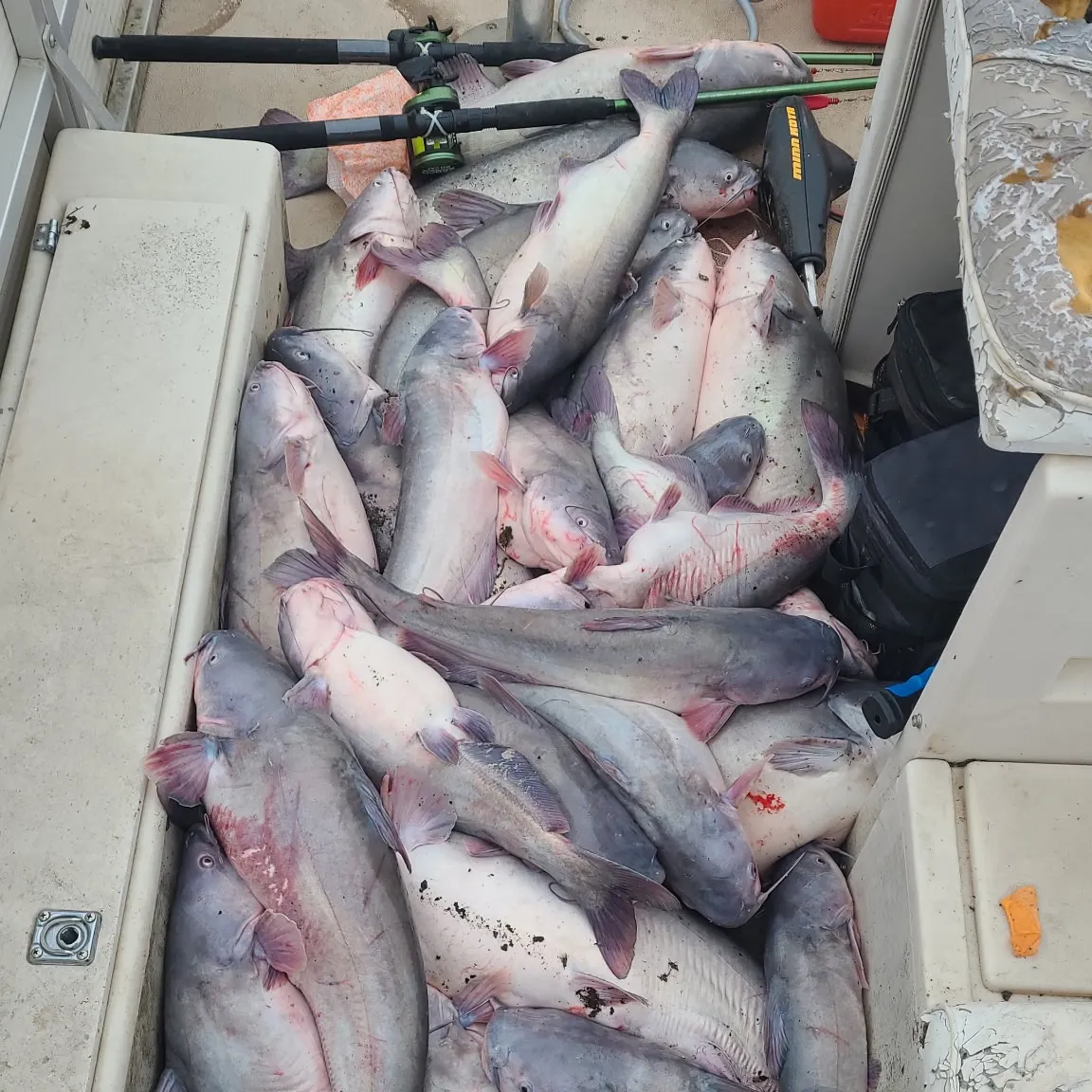 Blue catfish caught on Fishbrain