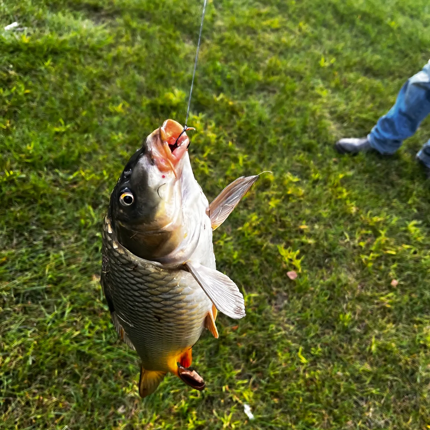 Common carp caught on Fishbrain