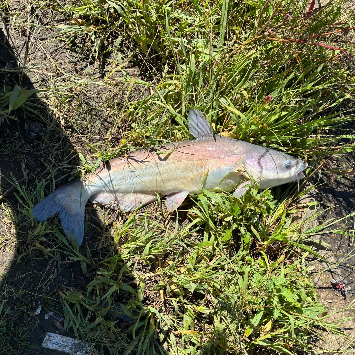 Blue catfish caught on Fishbrain