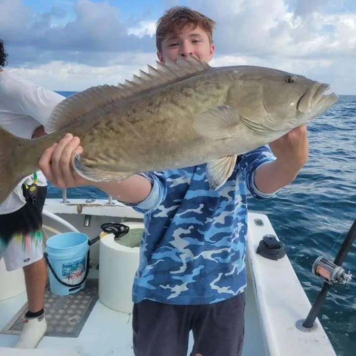 The most recent Gag grouper catches on Fishbrain