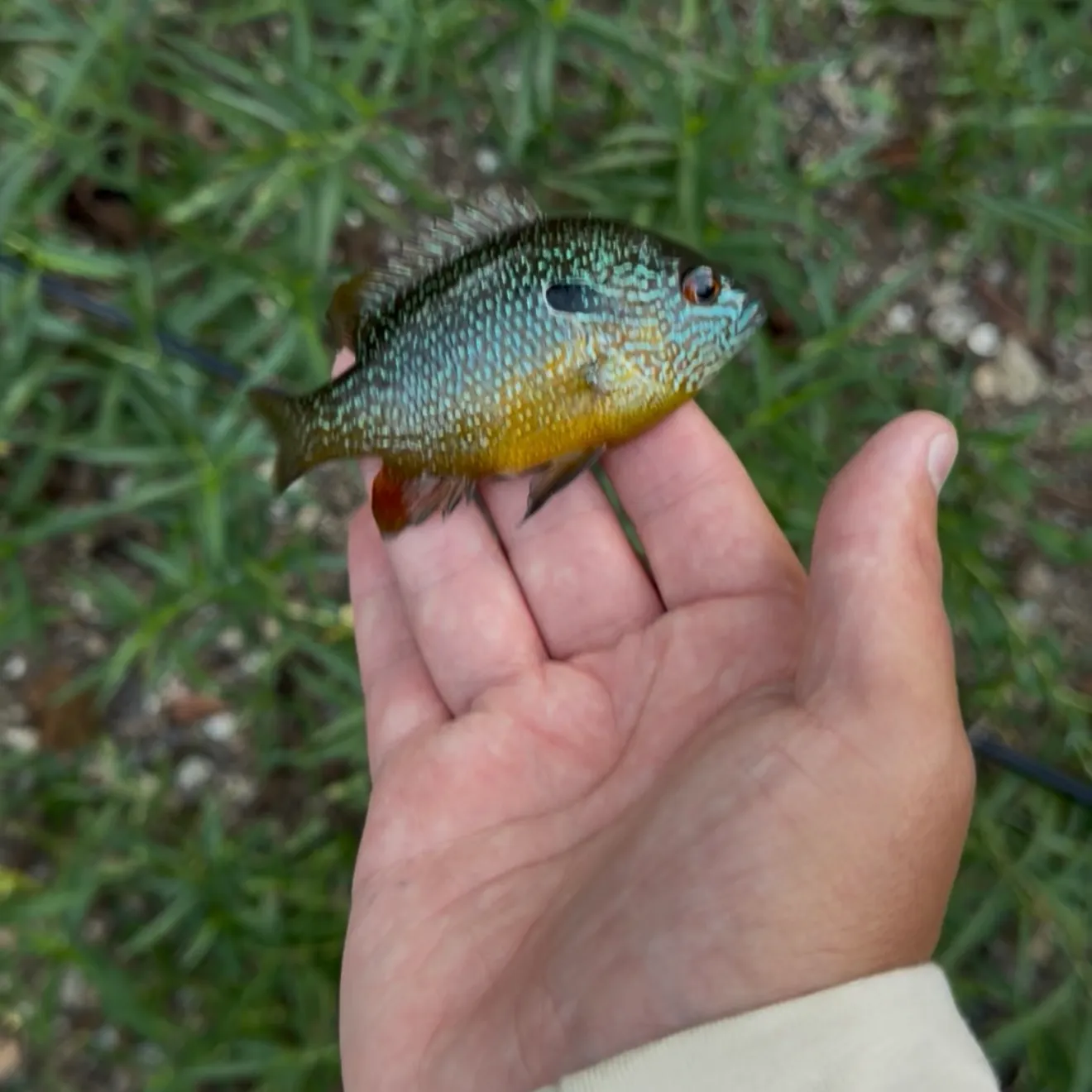 Longear sunfish caught on Fishbrain