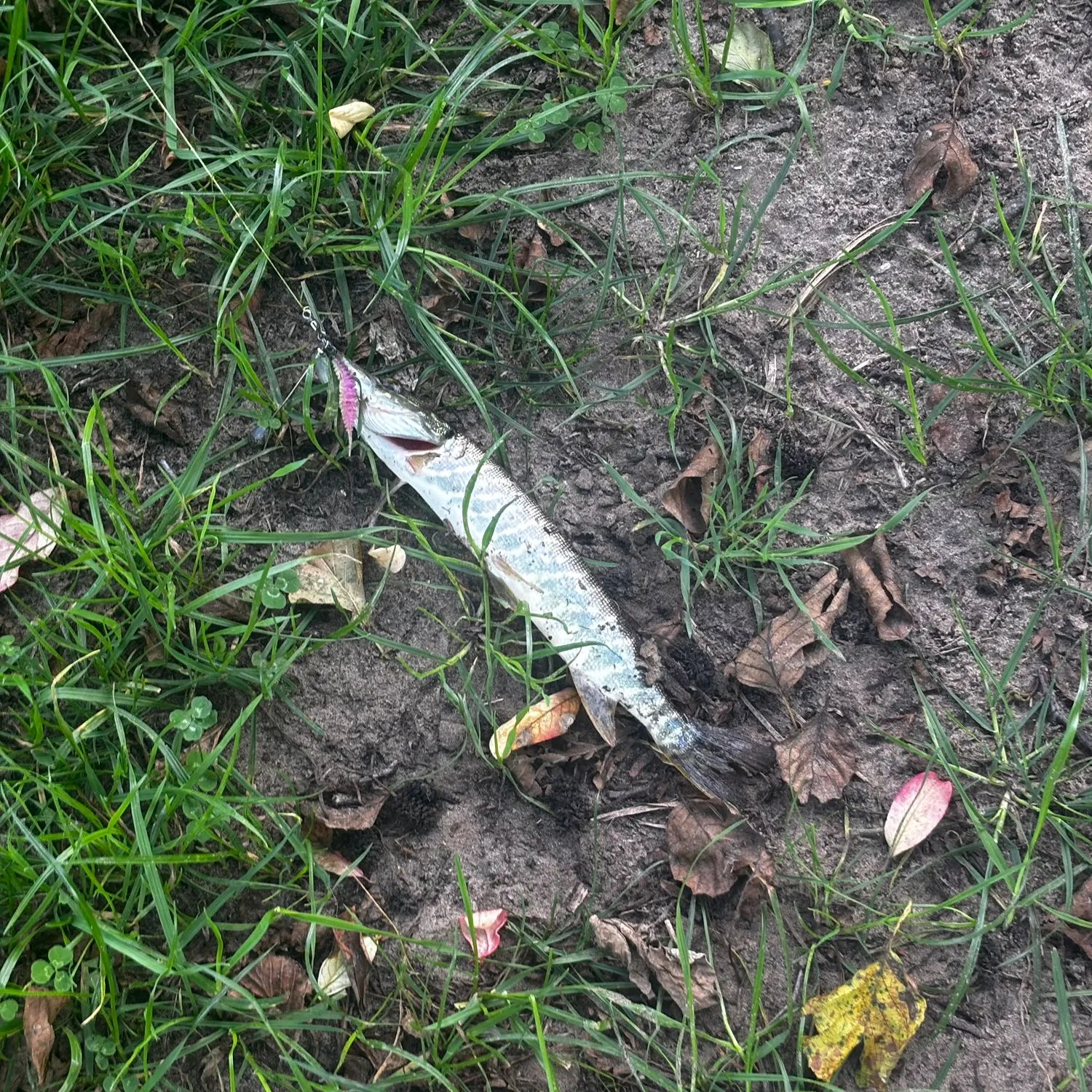 Northern pike caught on Fishbrain