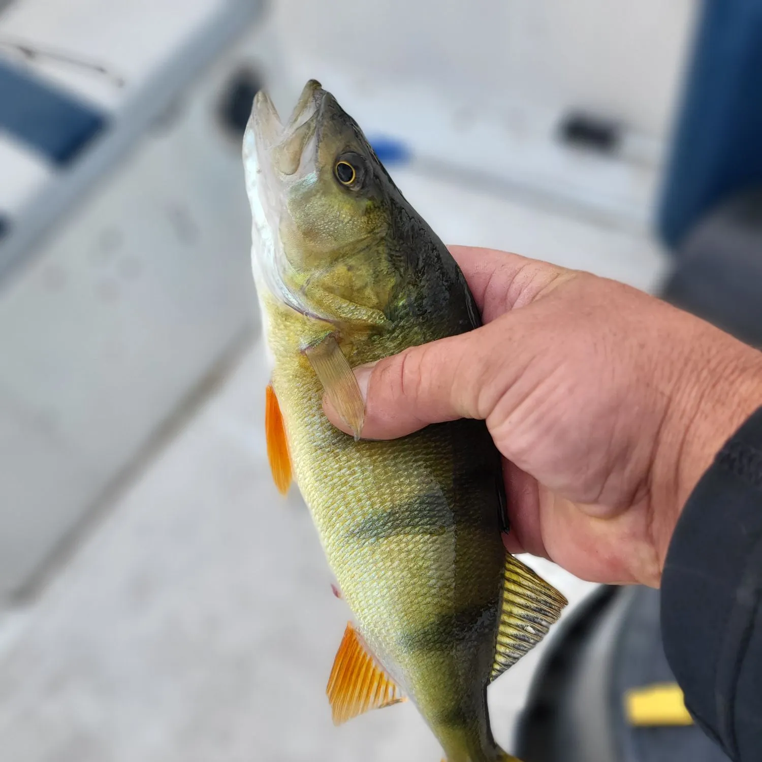European perch caught on Fishbrain