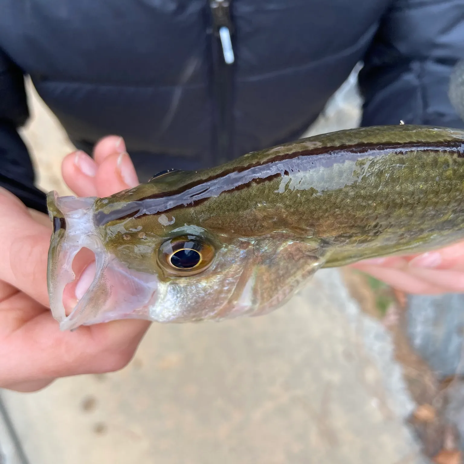 The most recent Magnolia crappie catches on Fishbrain