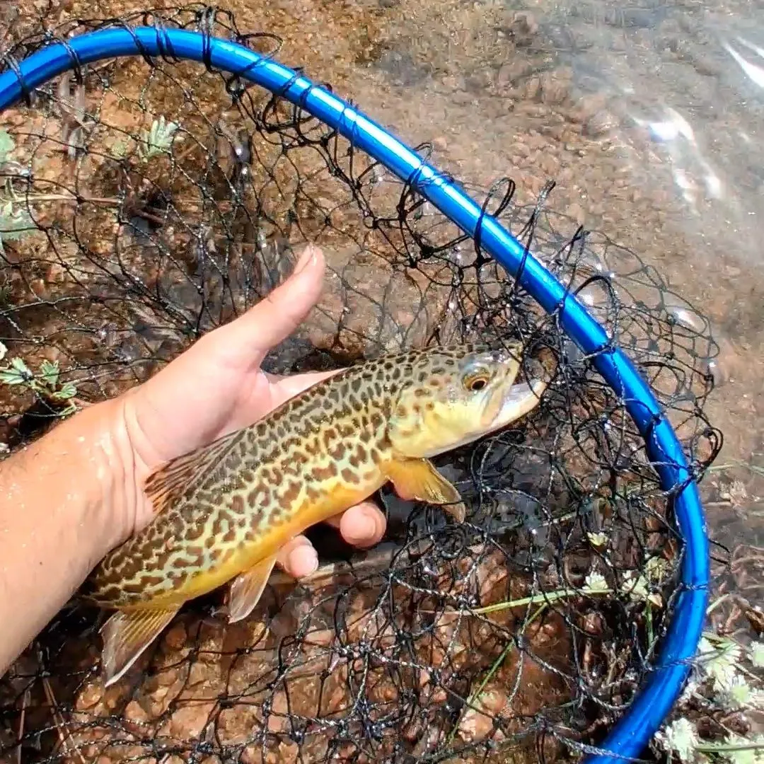 Tiger trout caught on Fishbrain