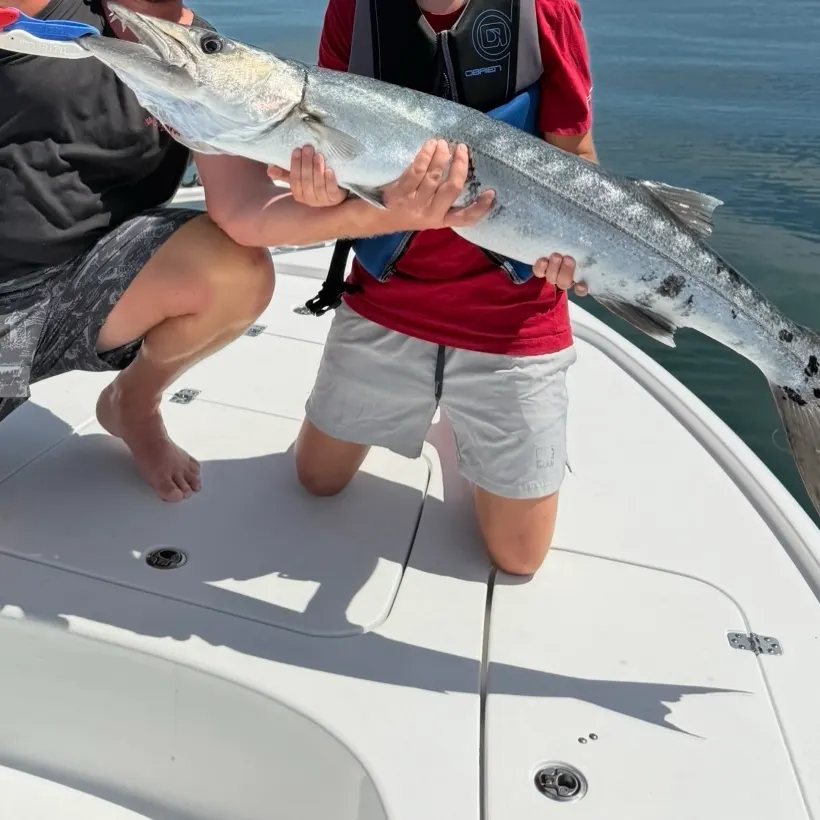 Great barracuda caught on Fishbrain