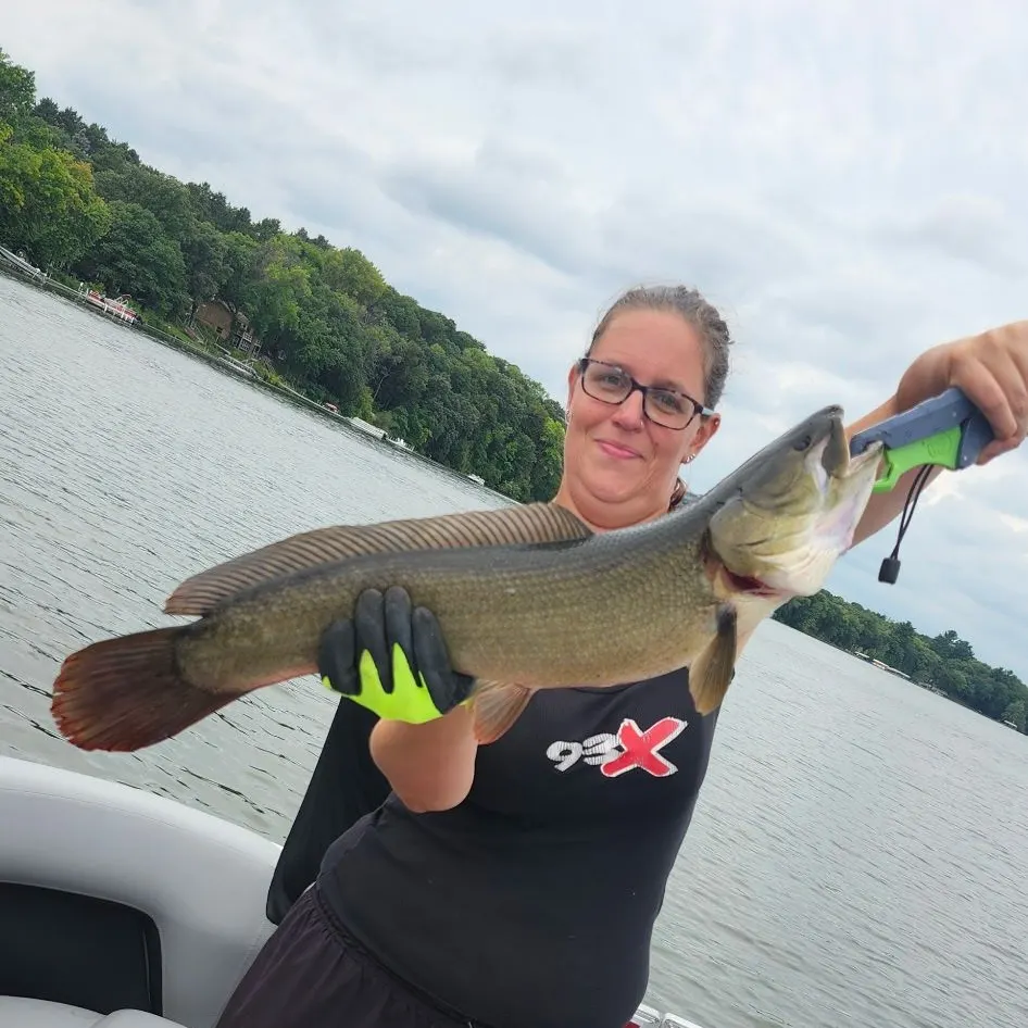 Ruddy bowfin caught on Fishbrain