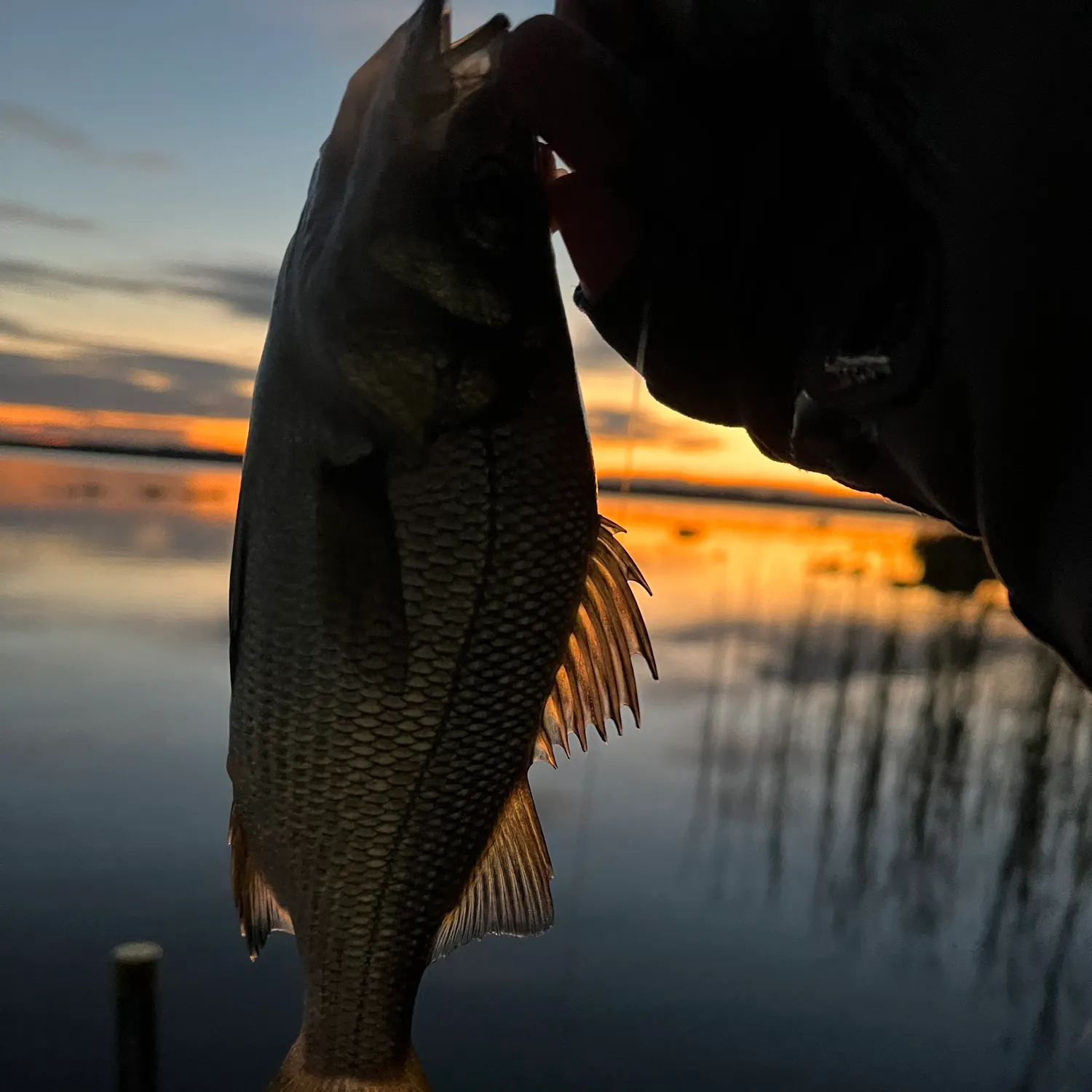 White perch caught on Fishbrain