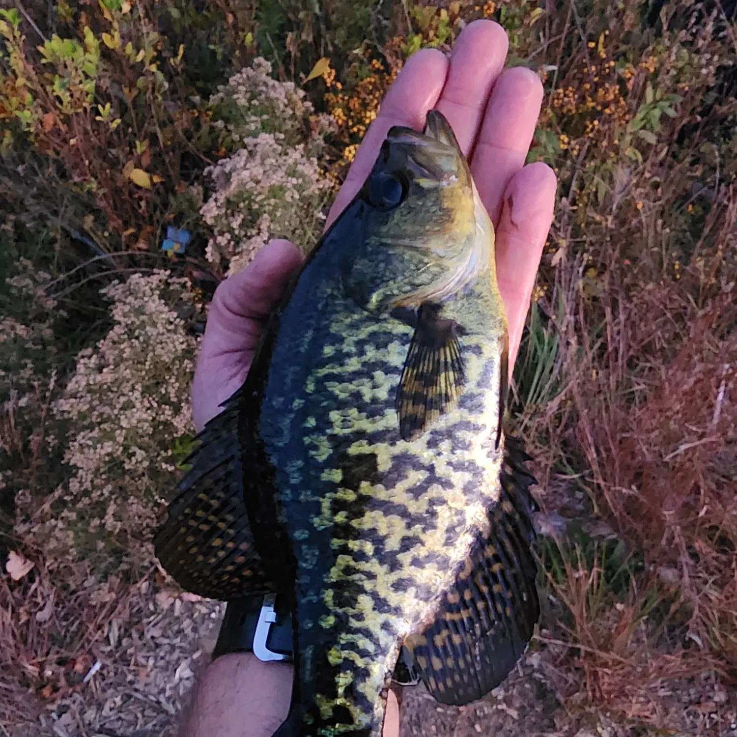 Black crappie caught on Fishbrain