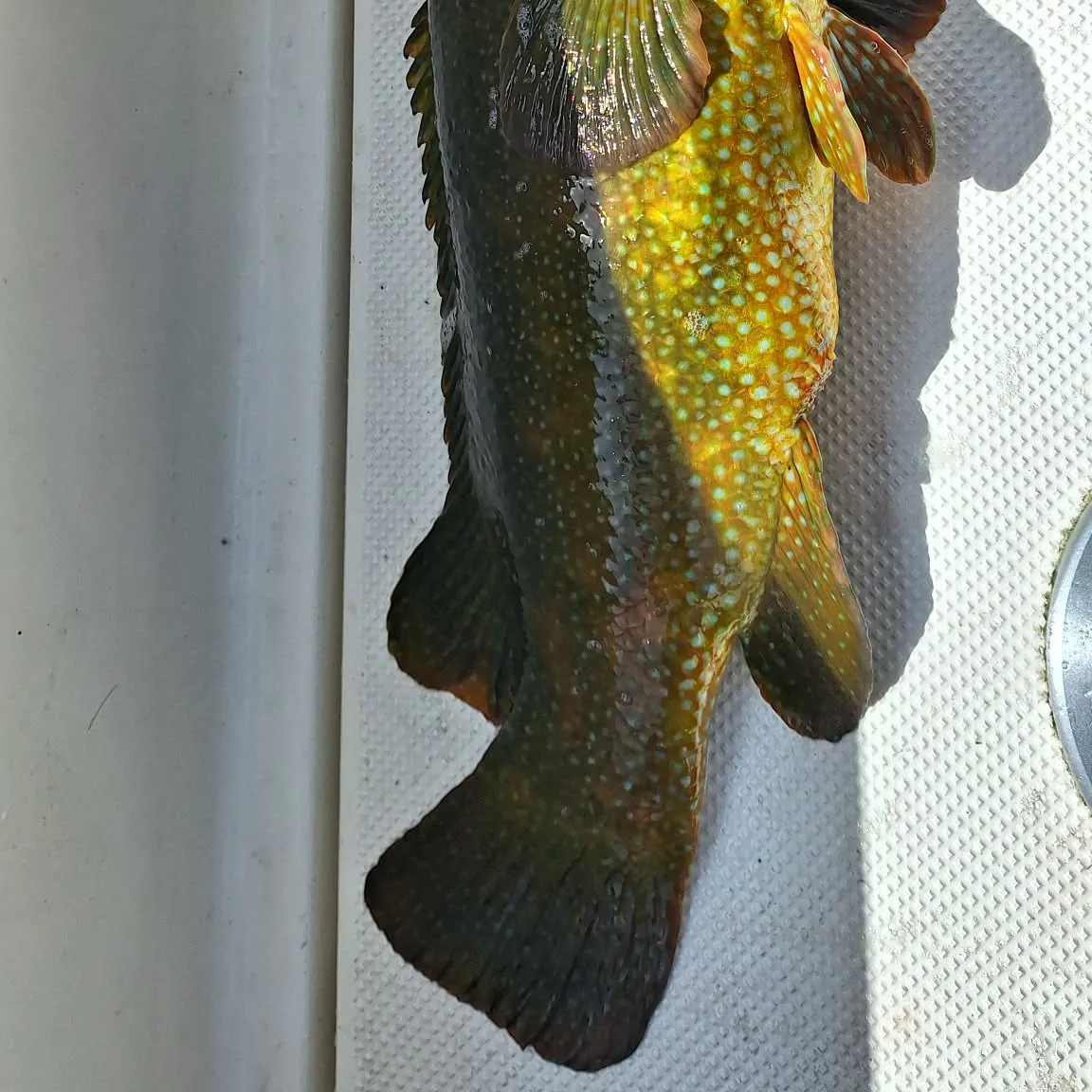 The most recent Ballan wrasse catches on Fishbrain