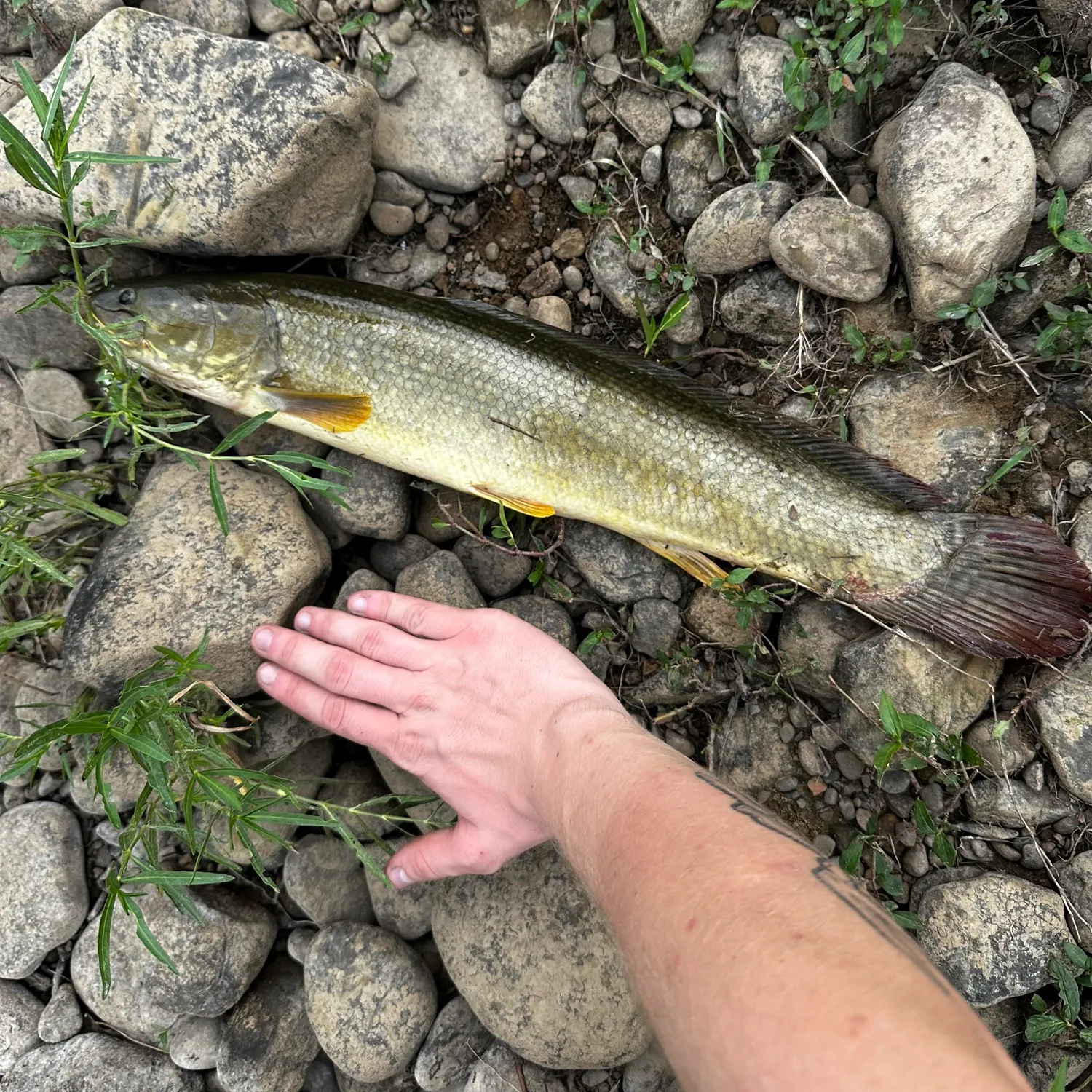 recently logged catches
