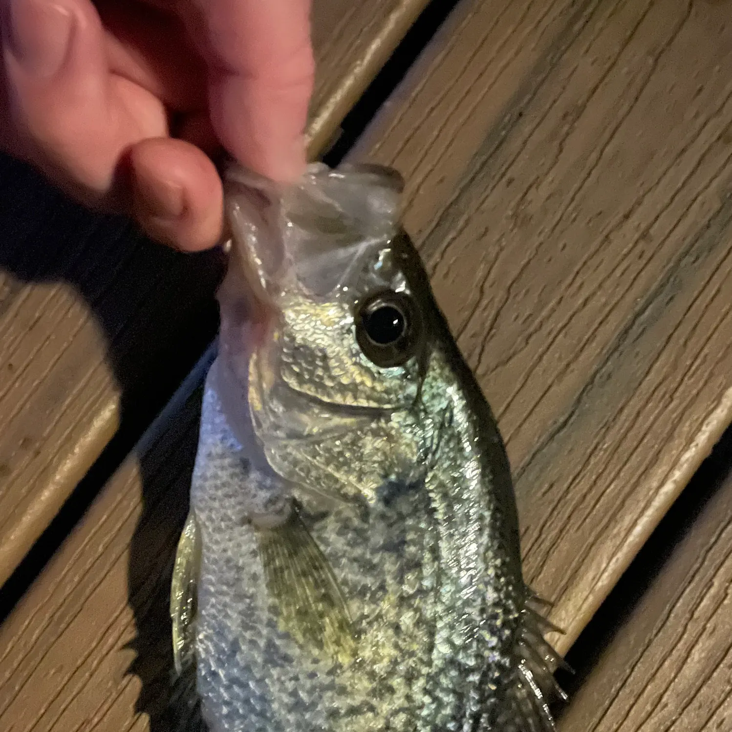 Black crappie caught on Fishbrain