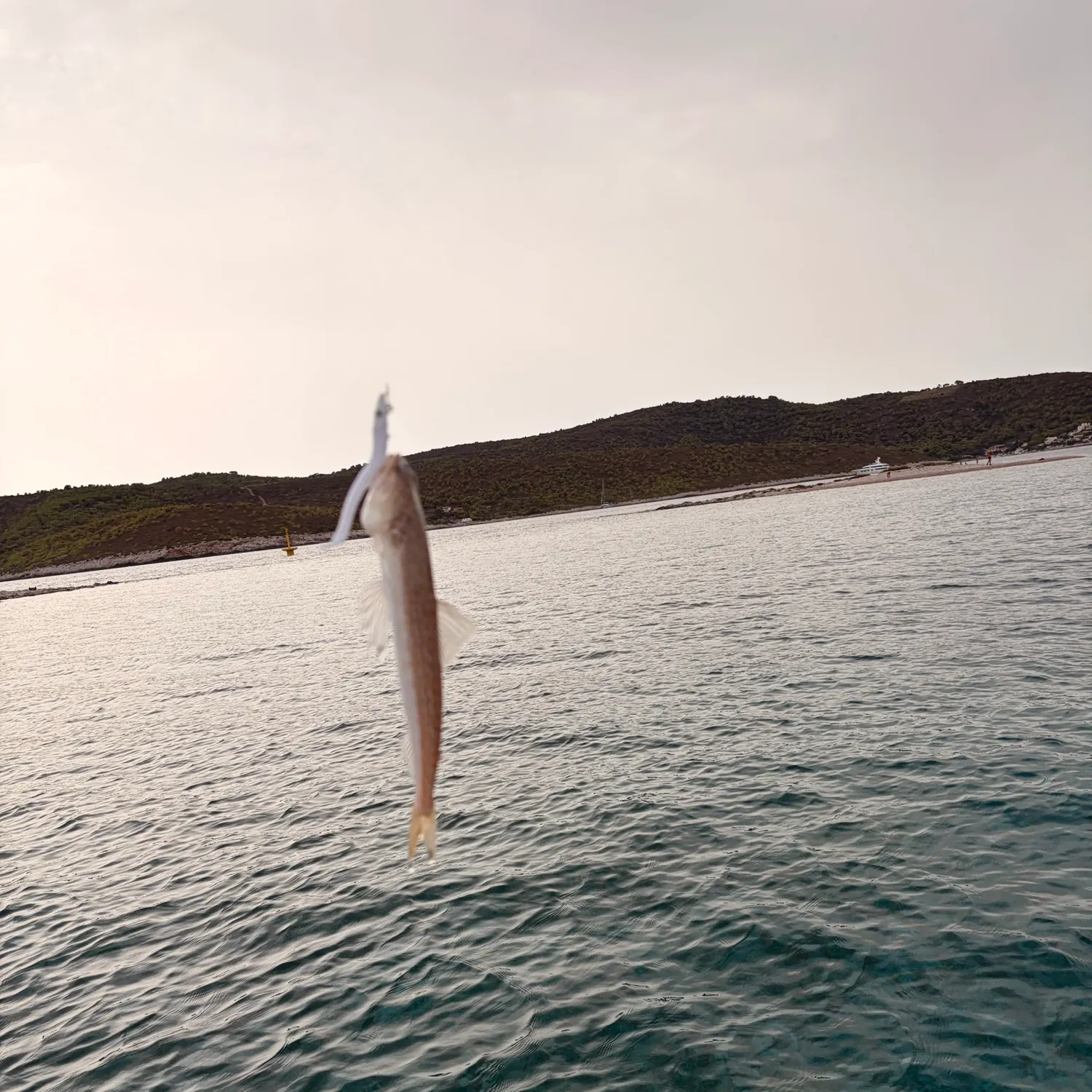 The most recent Greater weever catches on Fishbrain