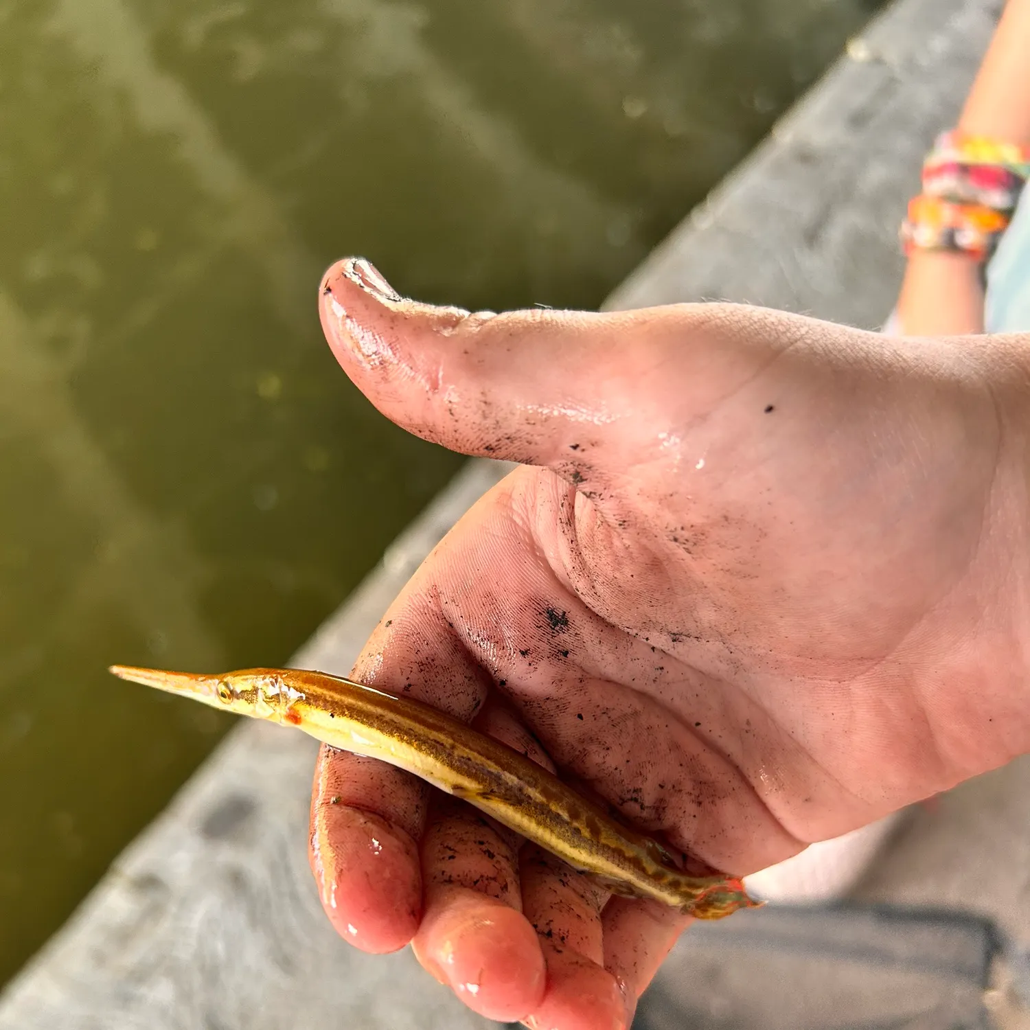 The most recent European garfish catches on Fishbrain