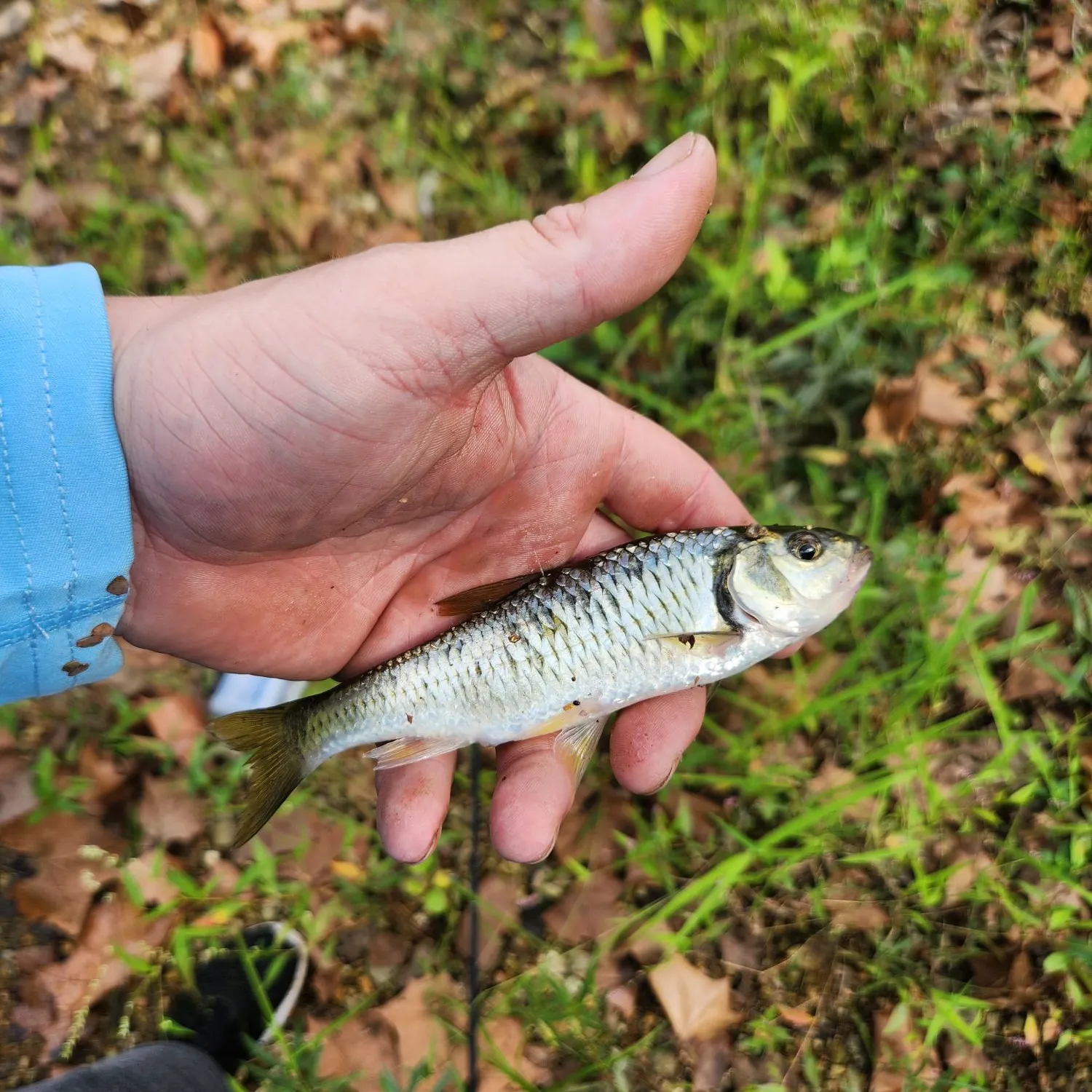 Striped shiner caught on Fishbrain