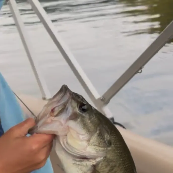 Largemouth bass caught on Fishbrain