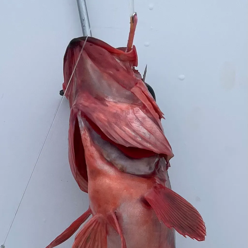 The most recent Mexican rockfish catches on Fishbrain