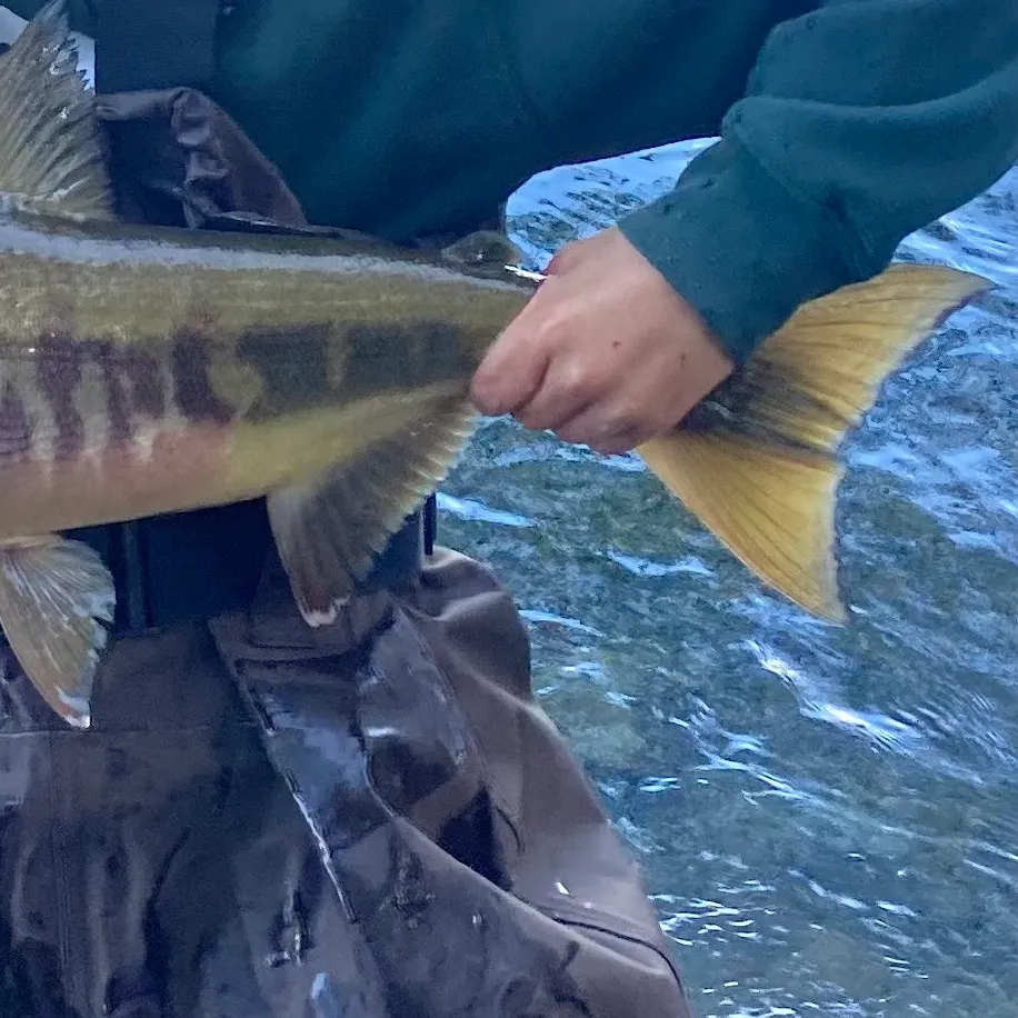 The most recent Chum salmon catches on Fishbrain