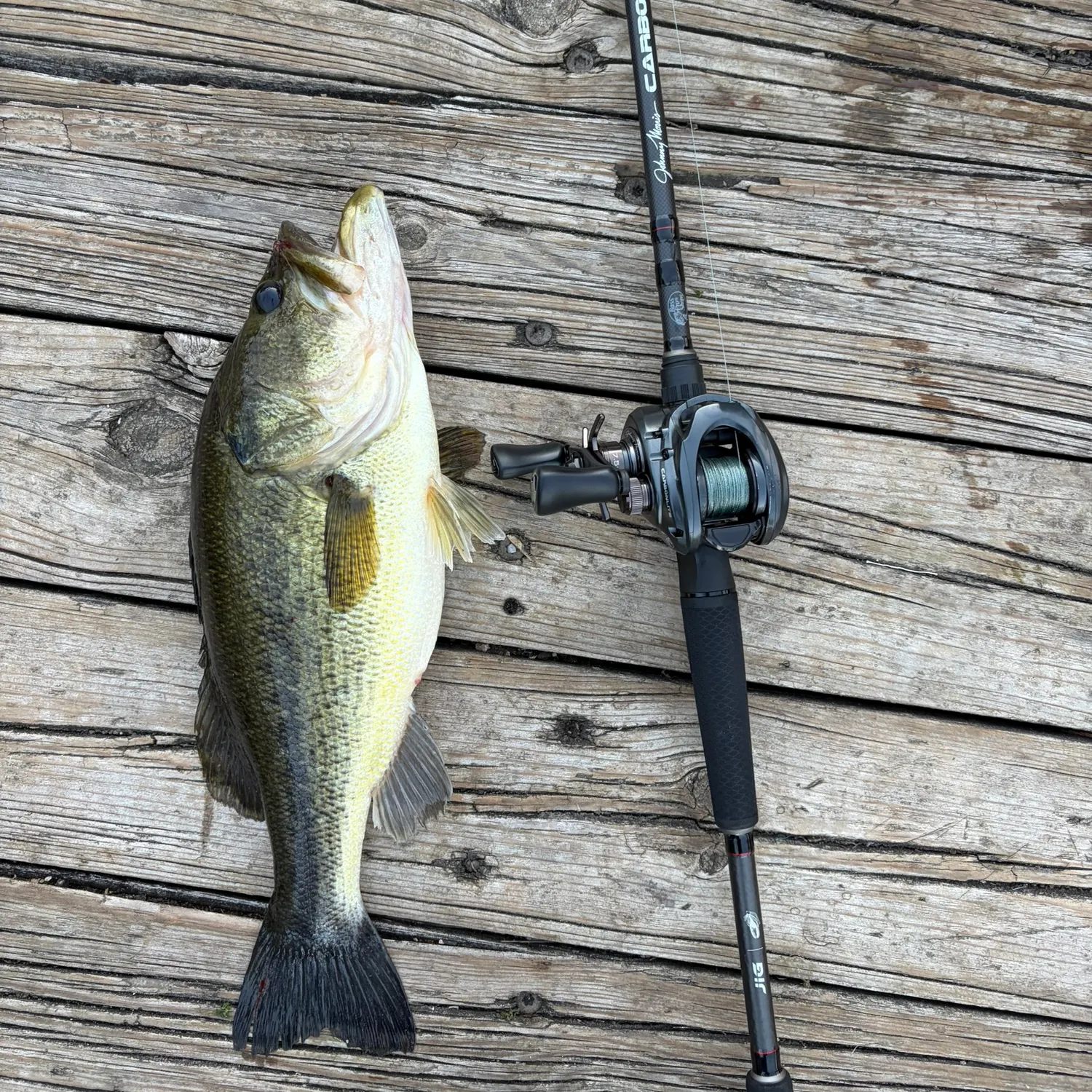 Largemouth bass caught on Fishbrain