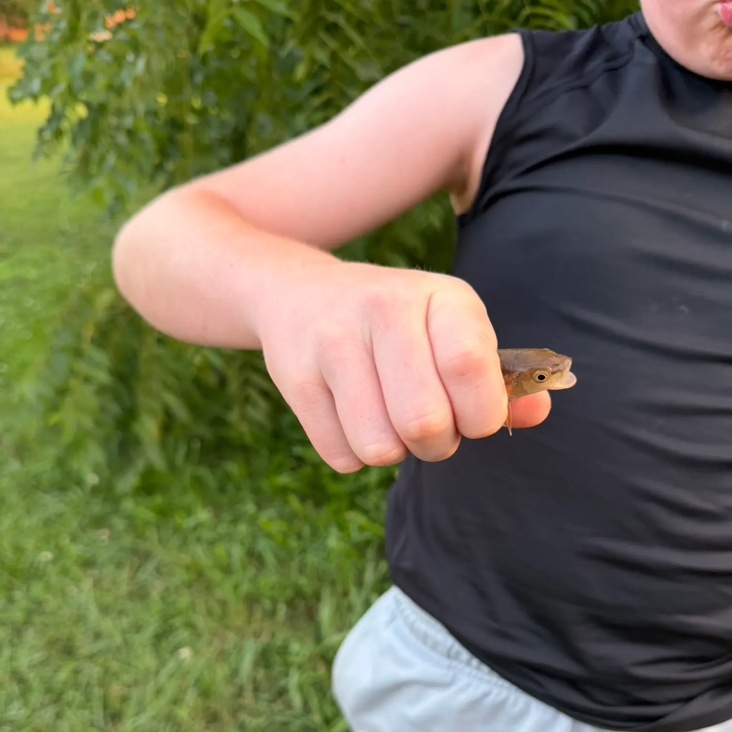 The most recent Common logperch catches on Fishbrain